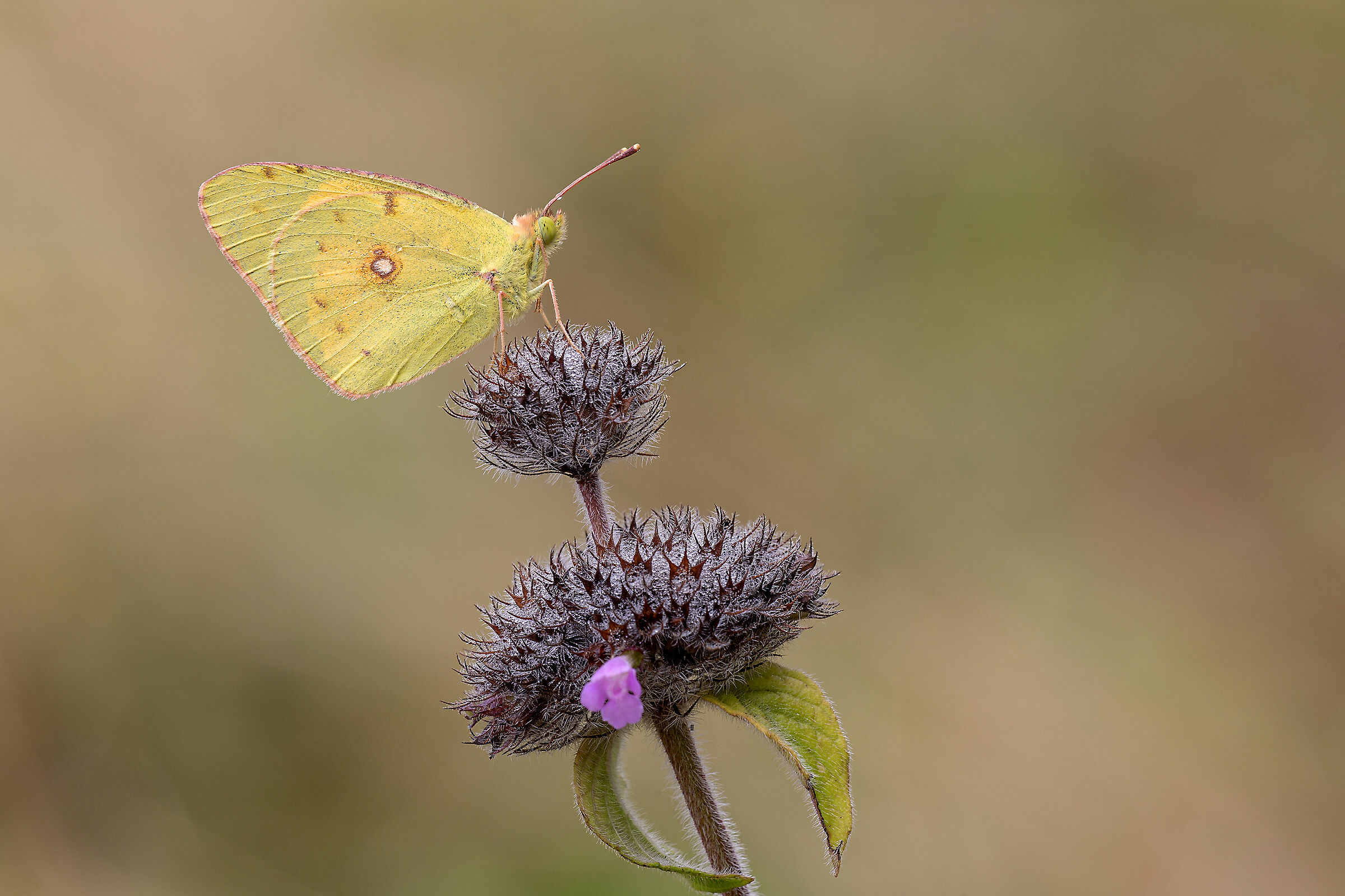 pieris collisa crocea