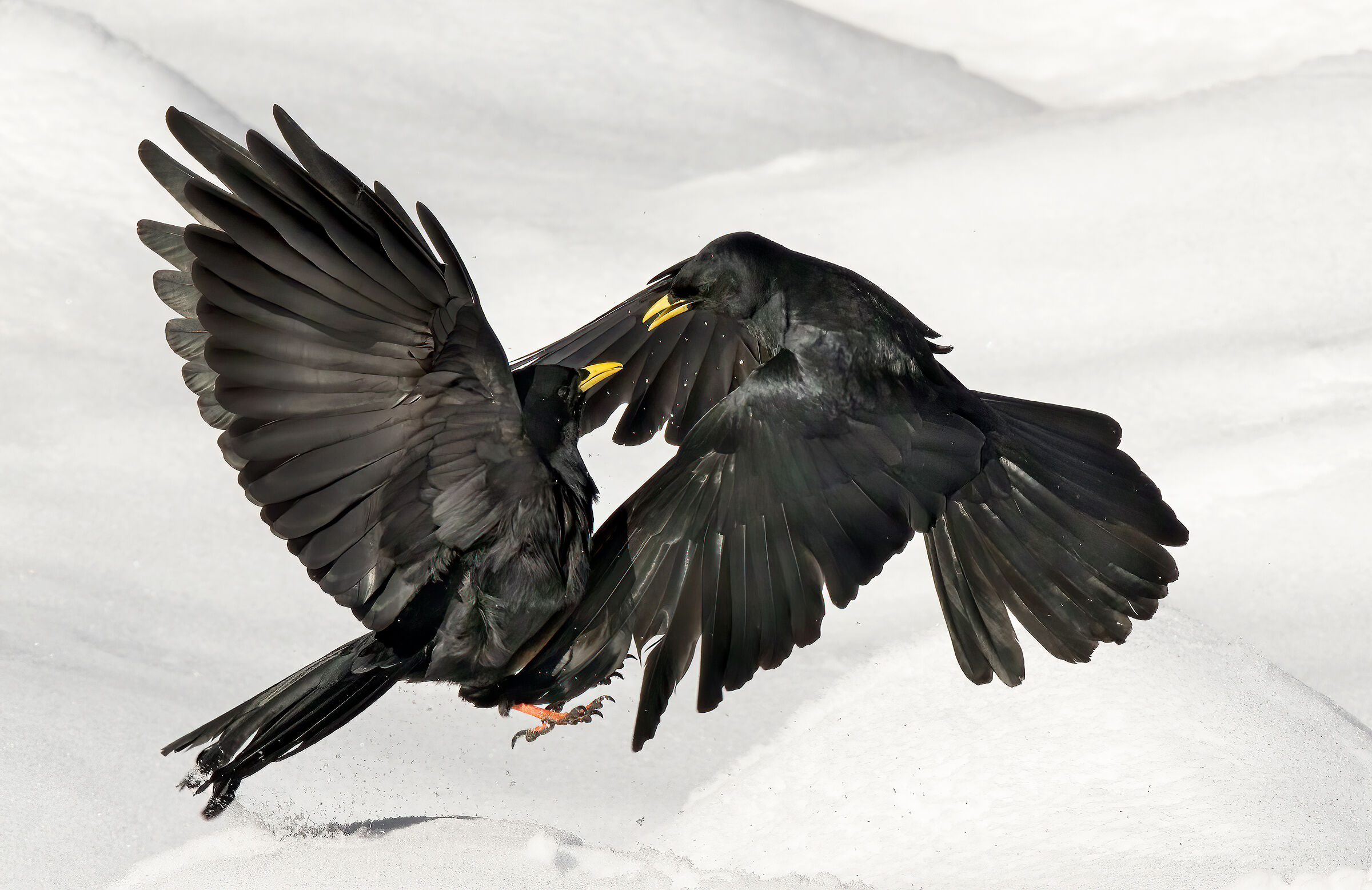 Disputa in alta quota