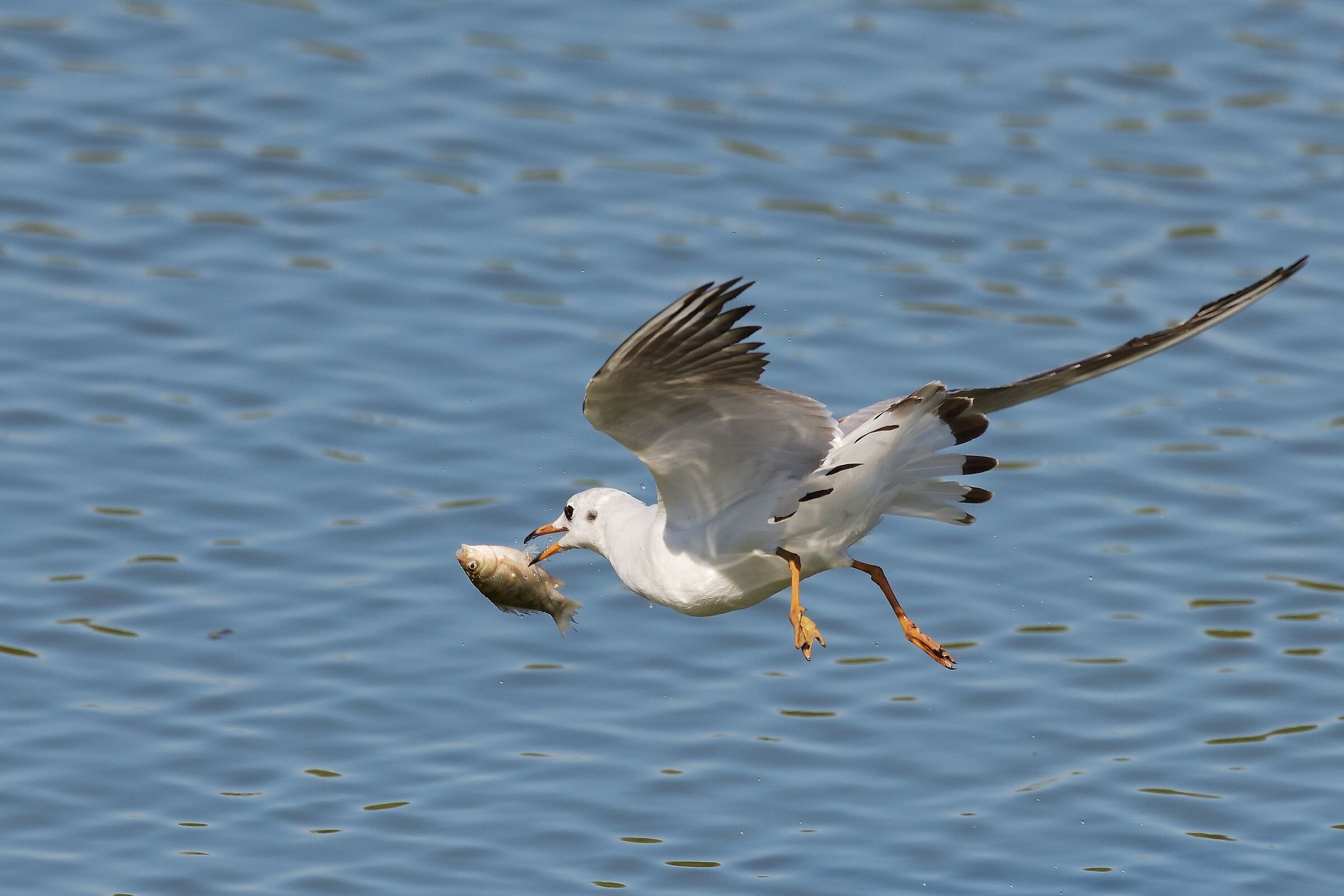 I run away the gruel !!