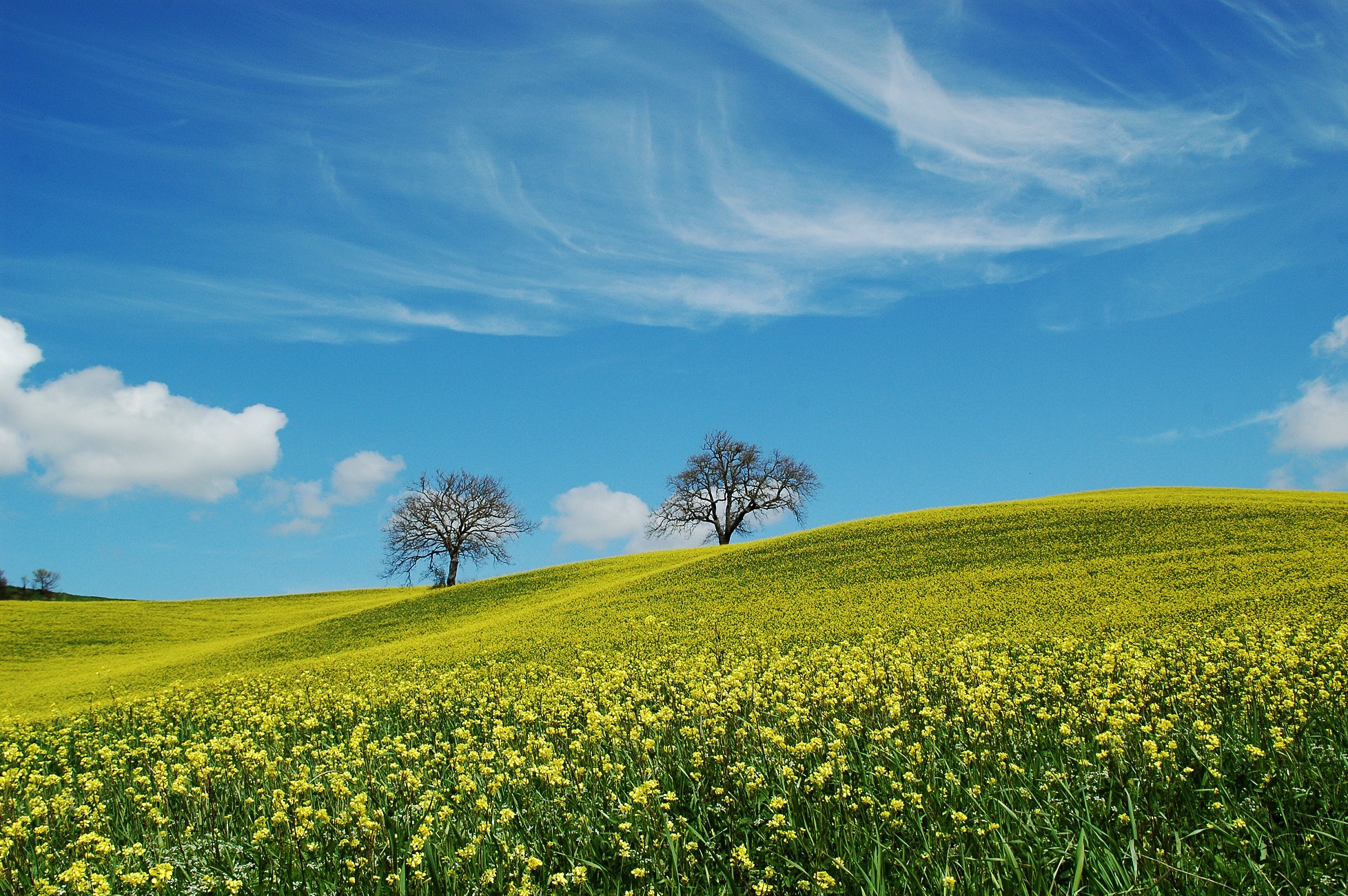 paesaggio con cielo pennellato