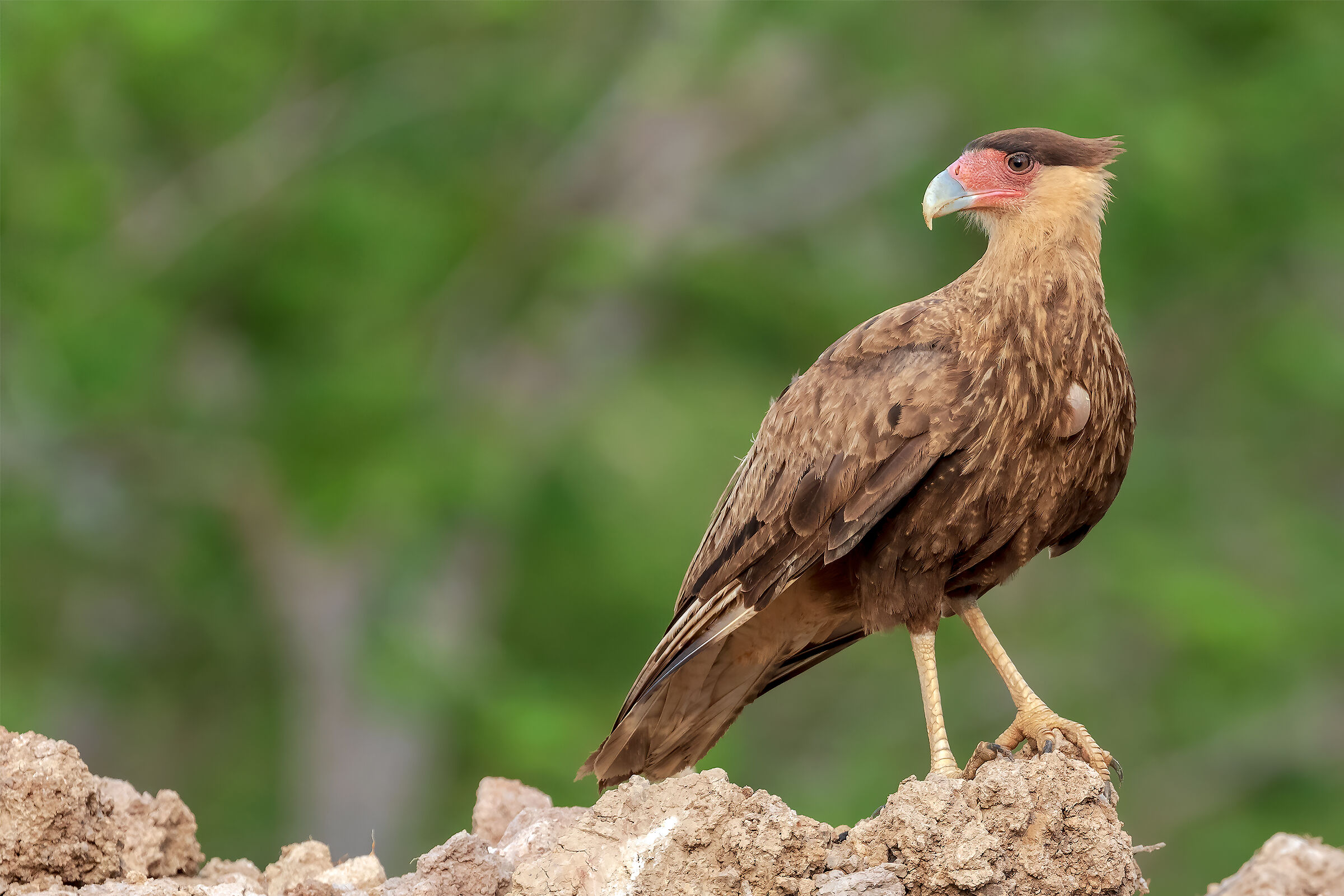 Caracara