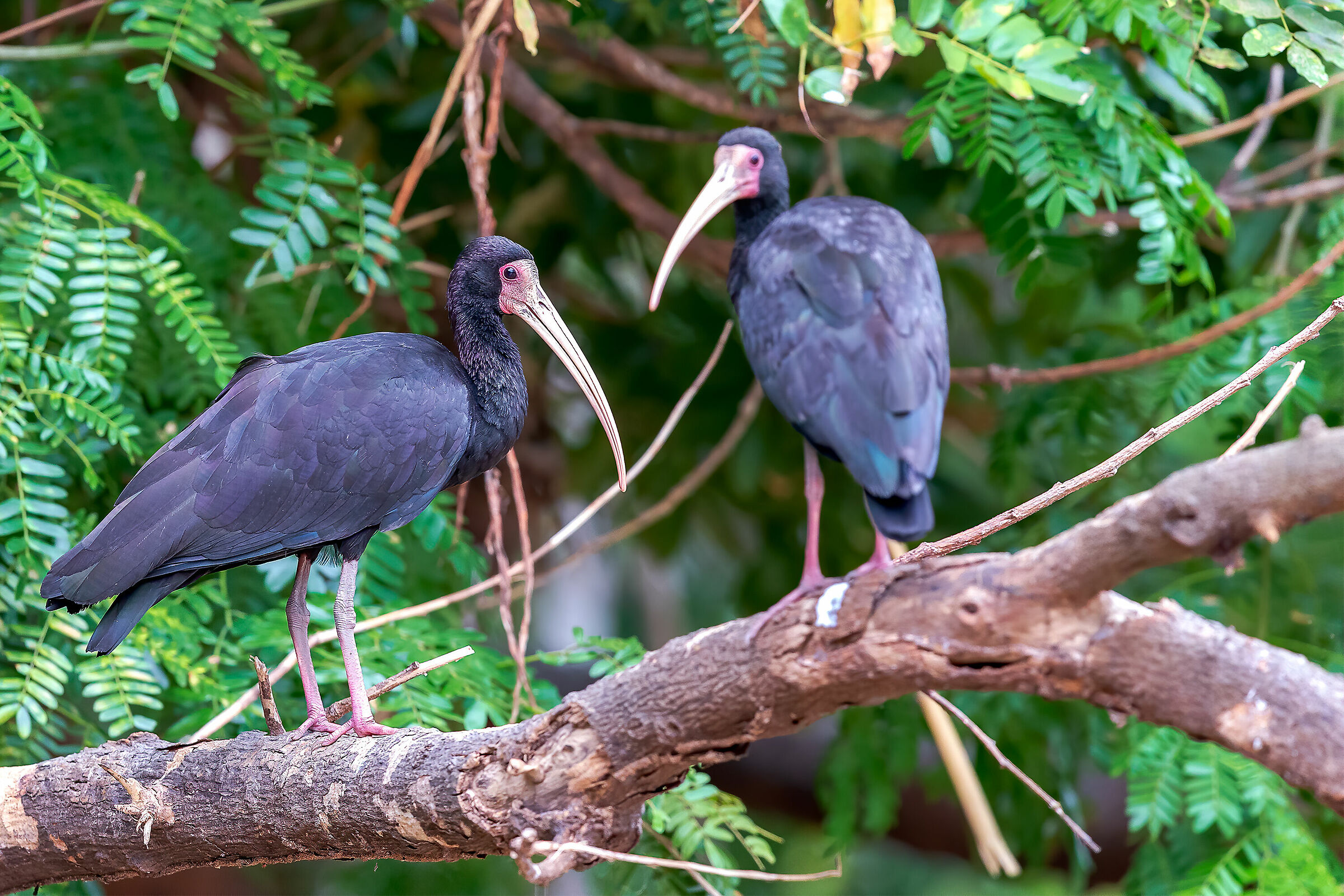Whispering or Bare faced Ibis