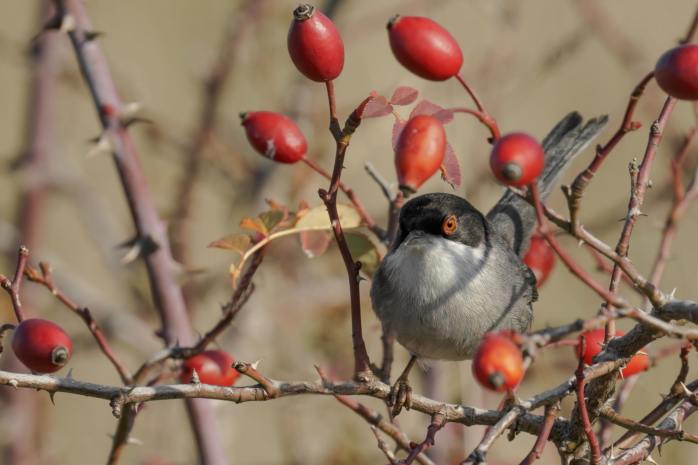 Occhiocotto (Sylvia melanocephala)