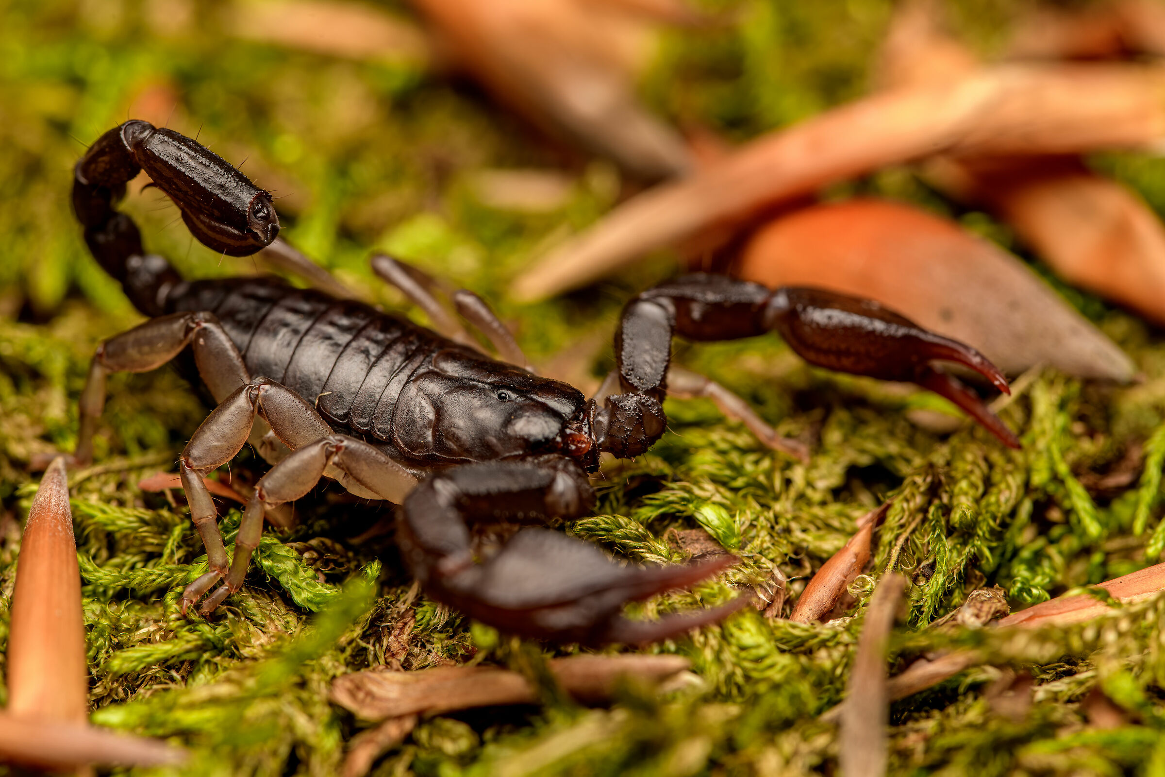 Euscorpius concinnus