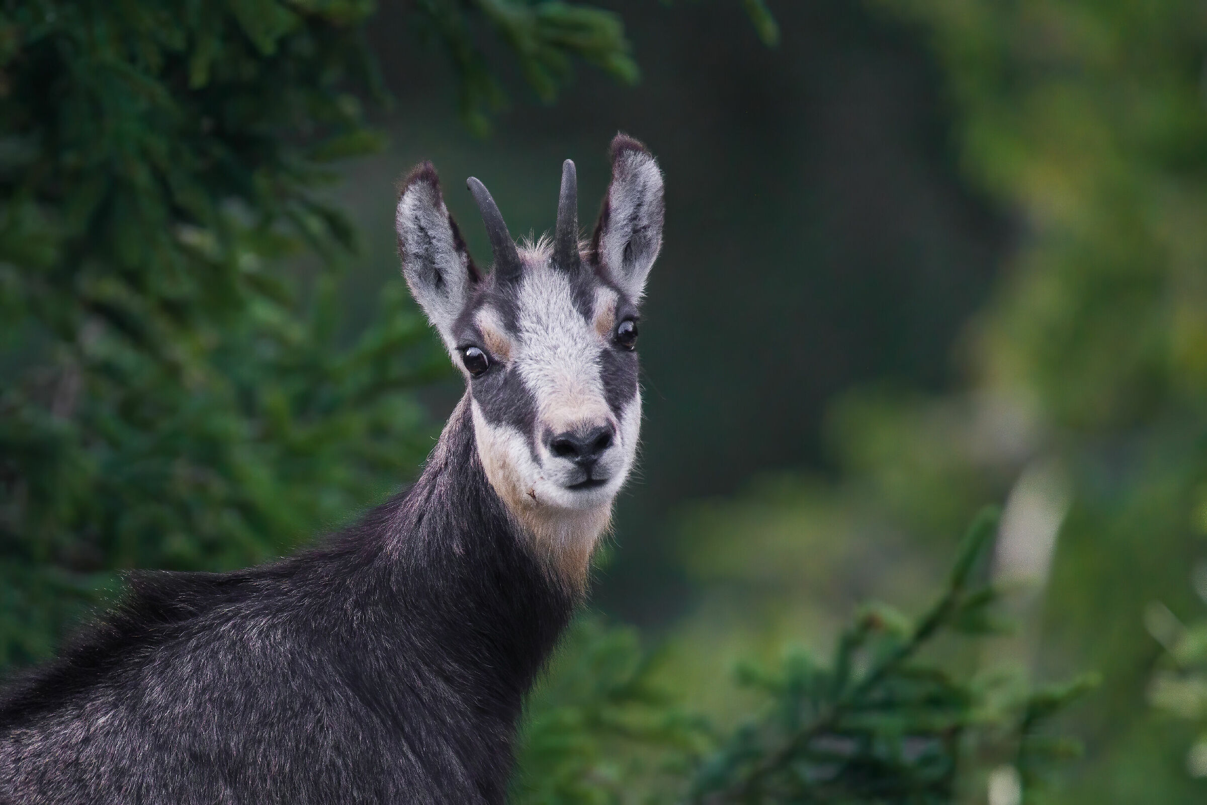 Camoscio ravvicinato