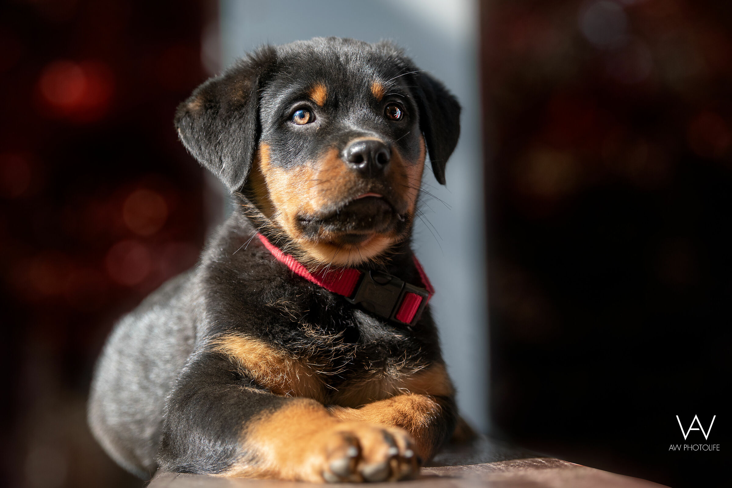 LMax von der Drachenhöhle