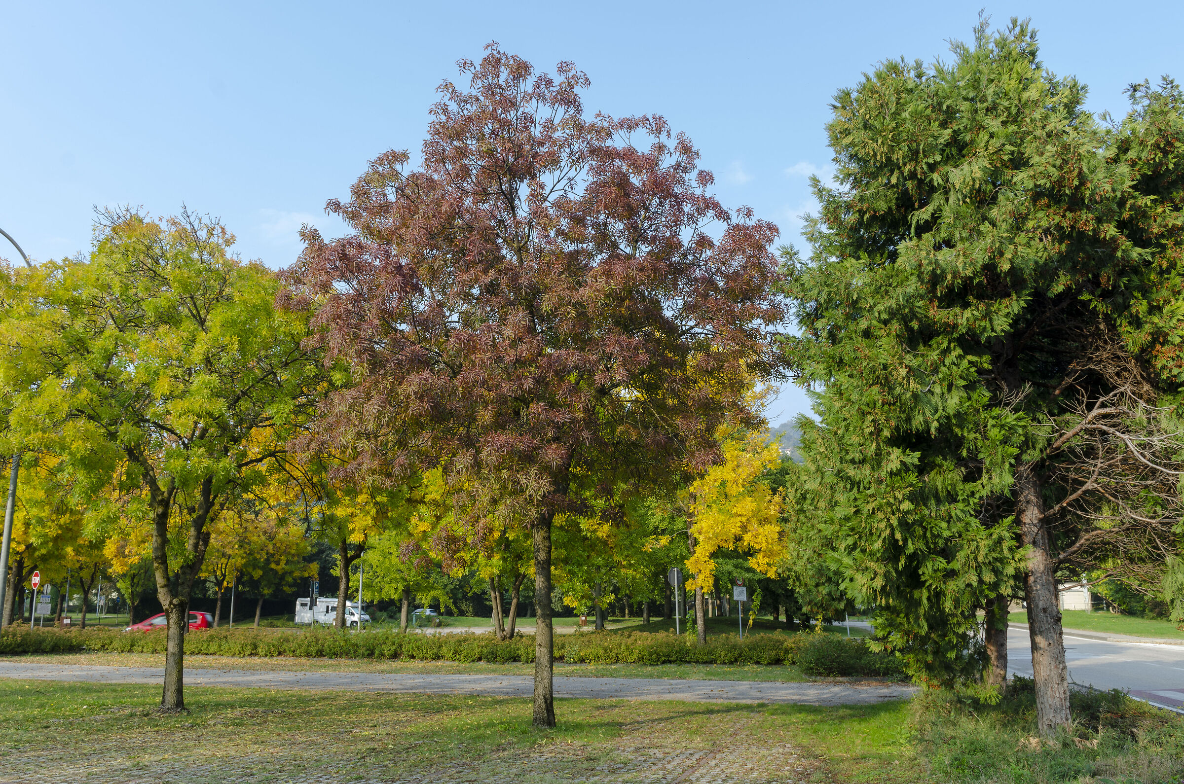 Early autumn colors