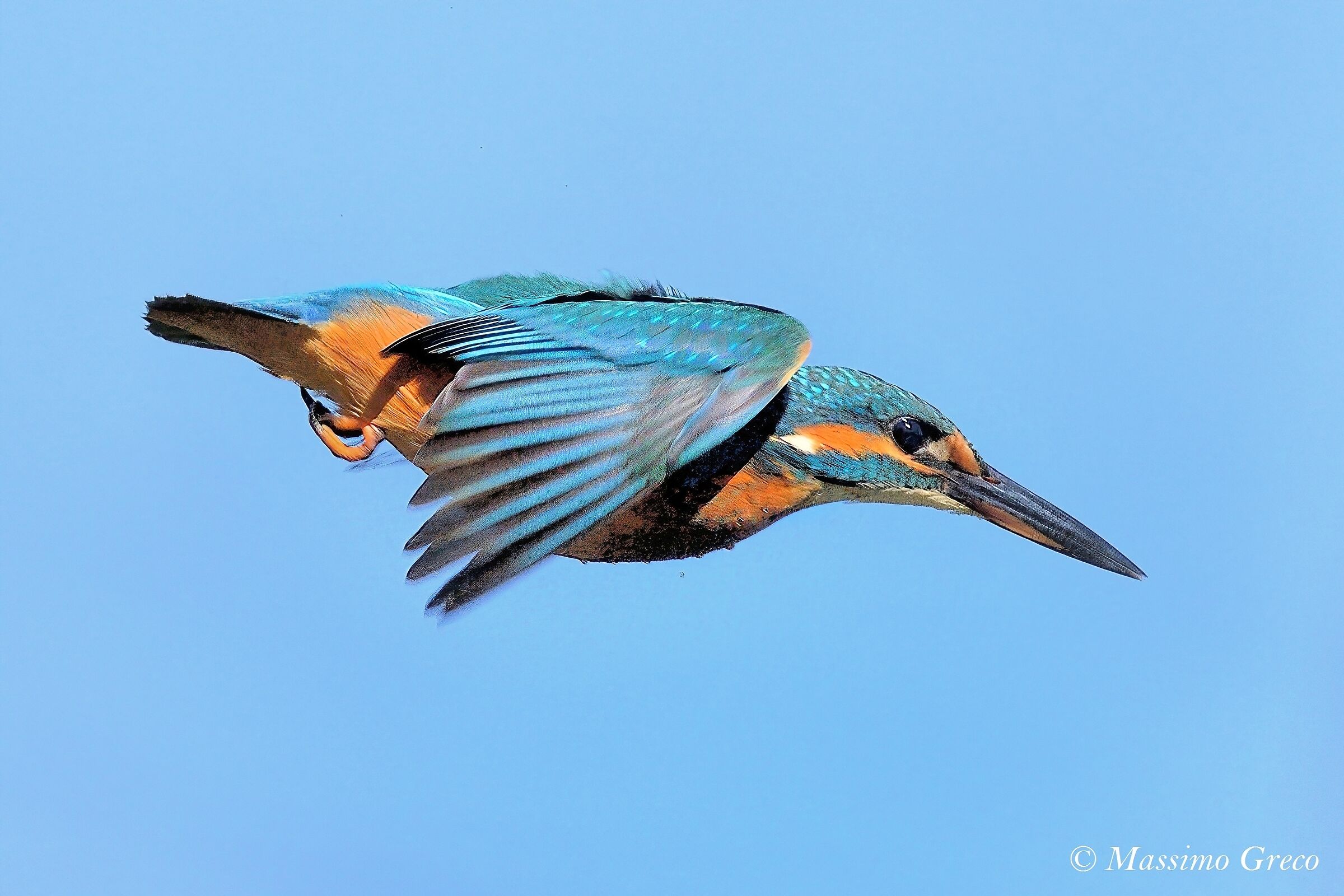 Kingfisher