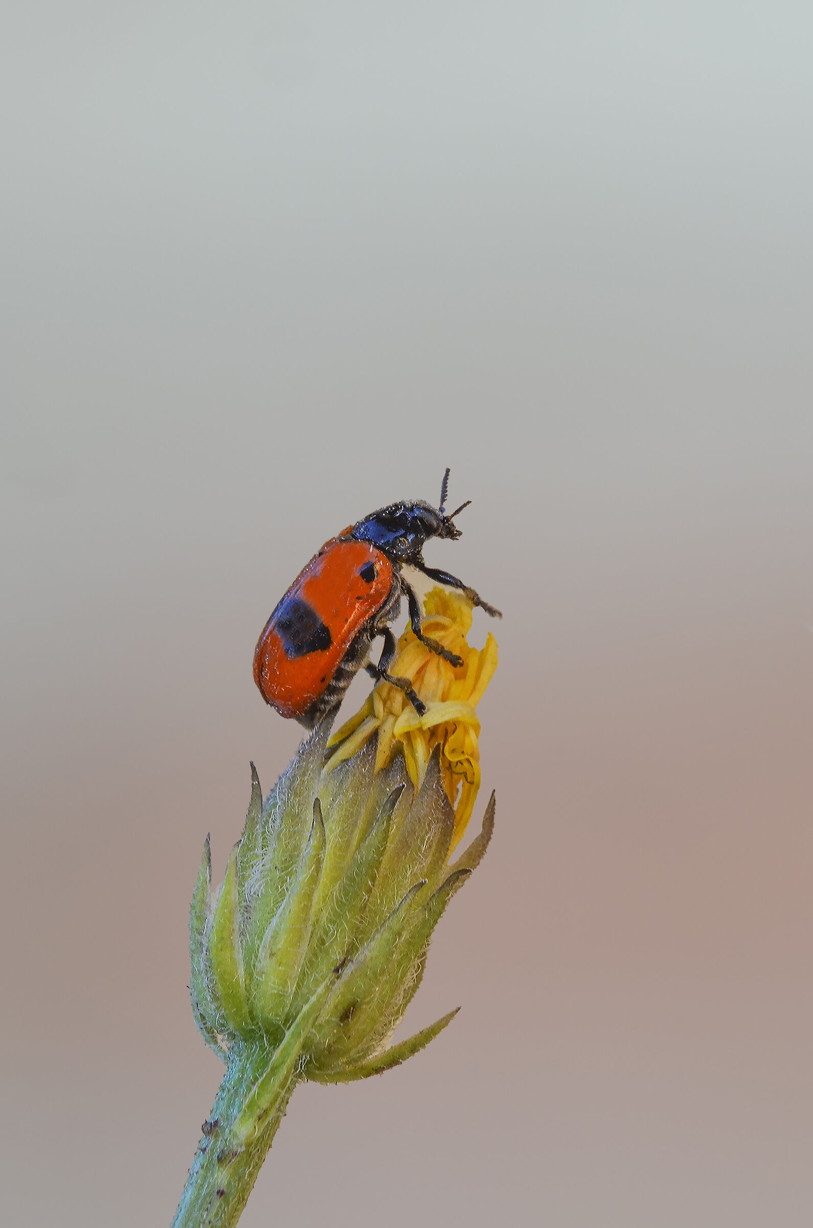 clytra quadripunctata
