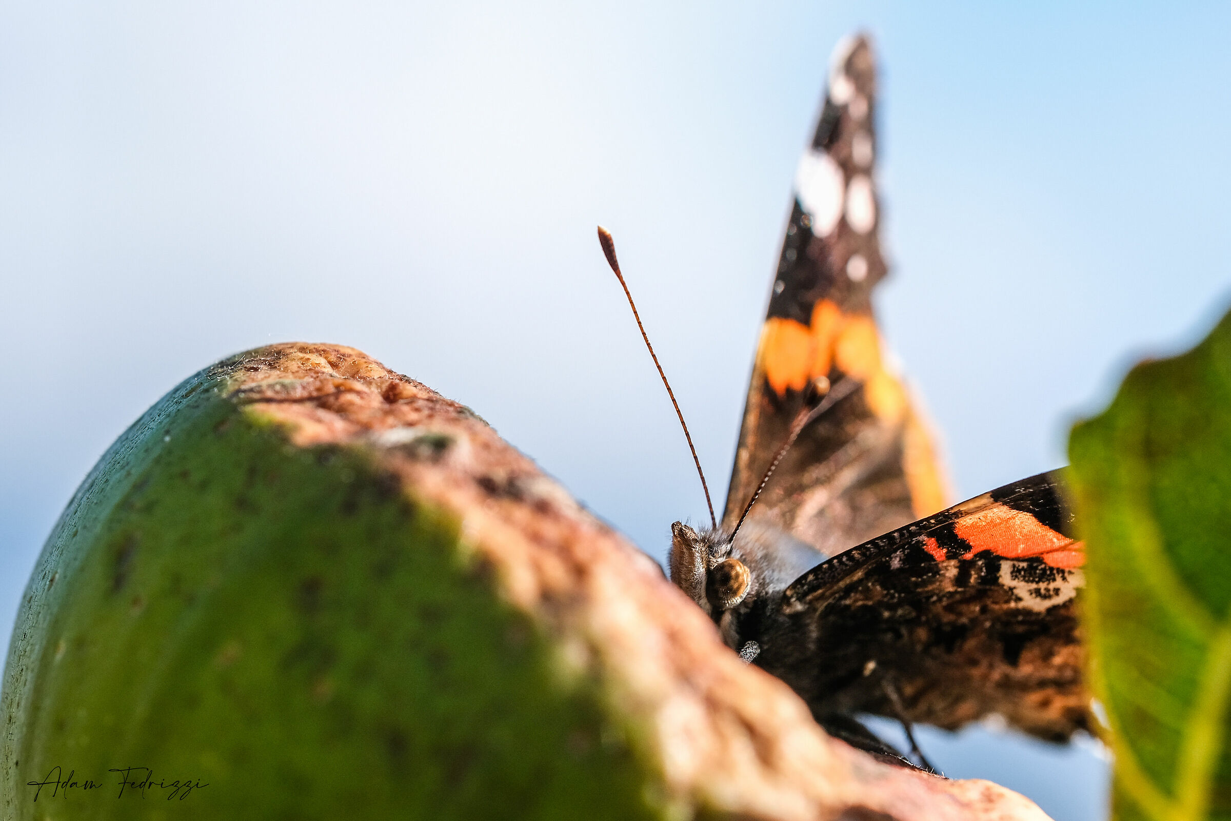 Butterfly and fig