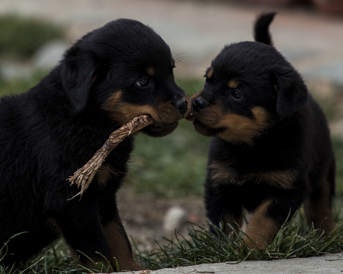 lotta per il bastoncino