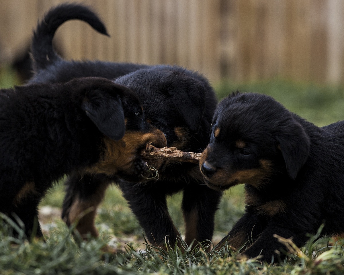 lotta per il bastoncino a tre !|
