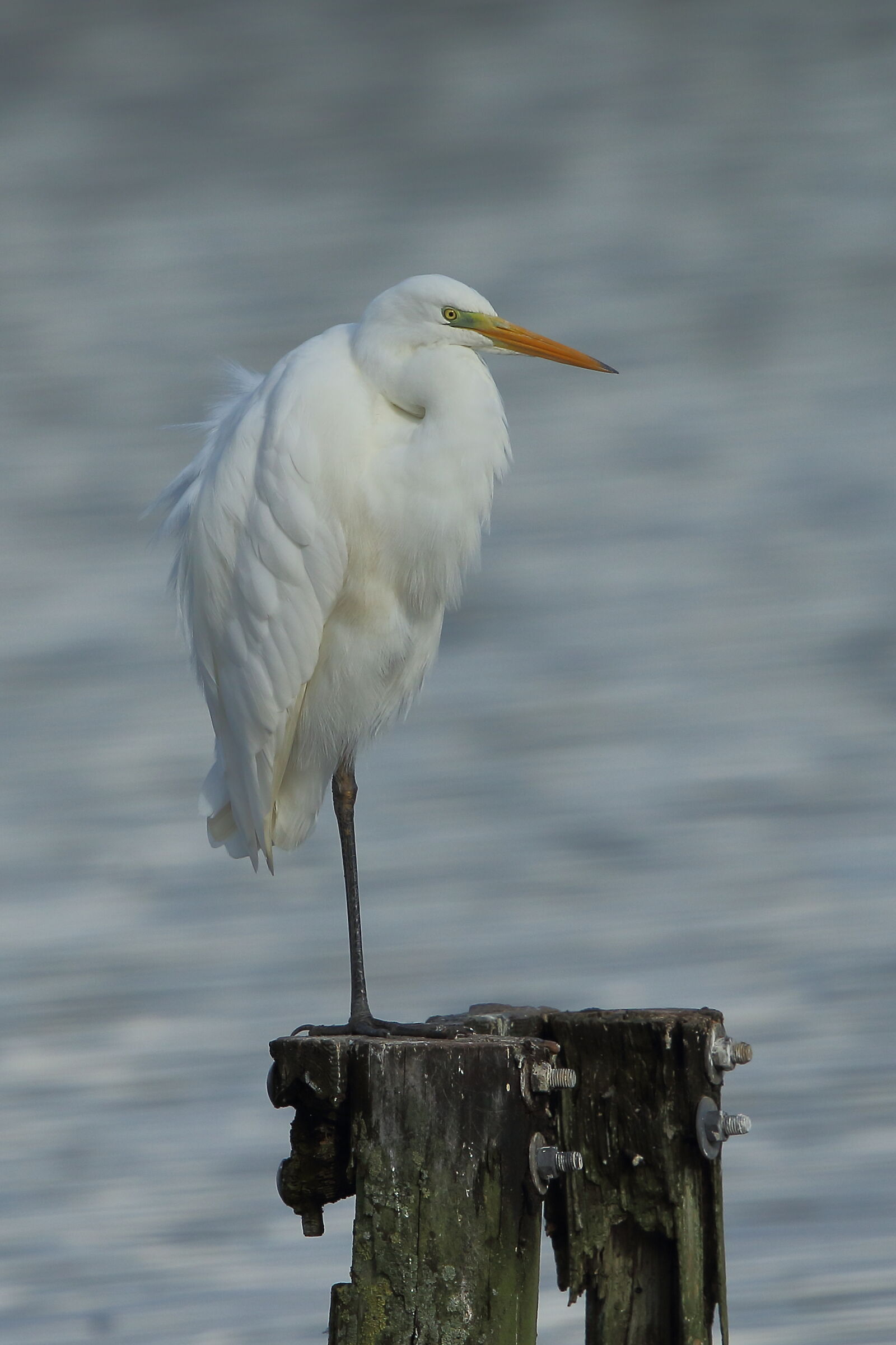 White heron