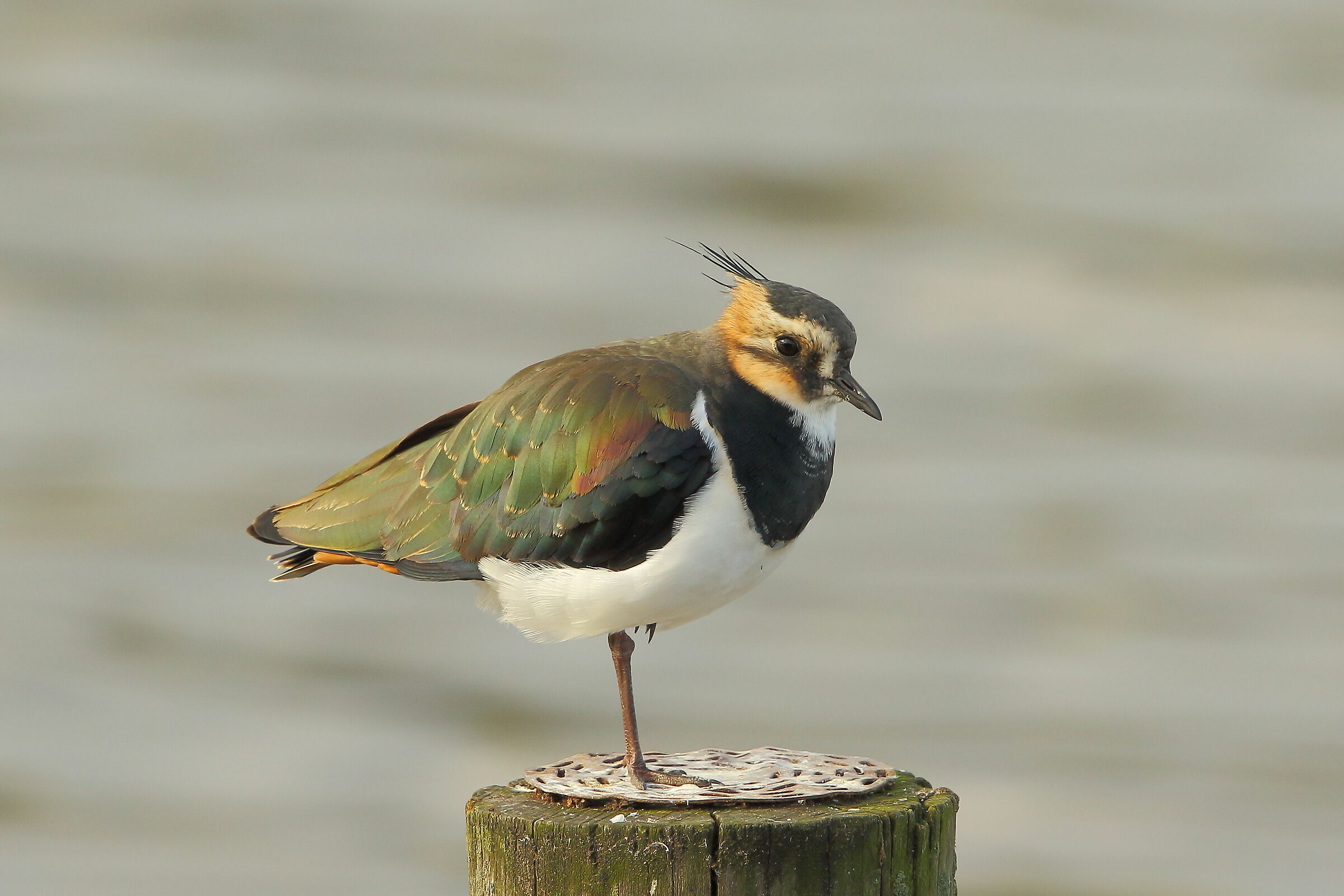 Lapwing