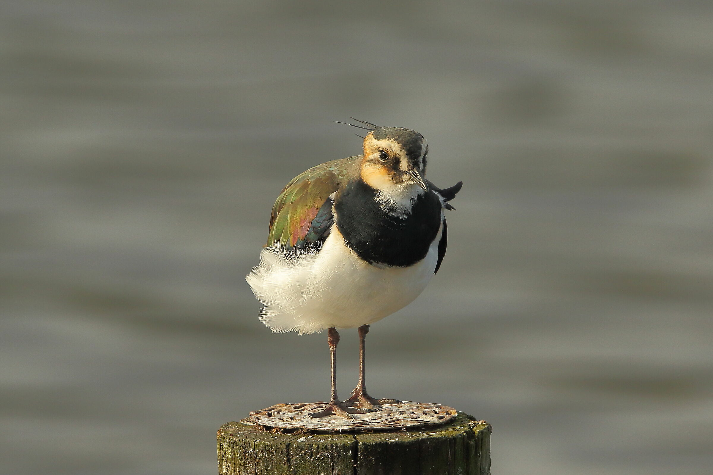 Lapwing