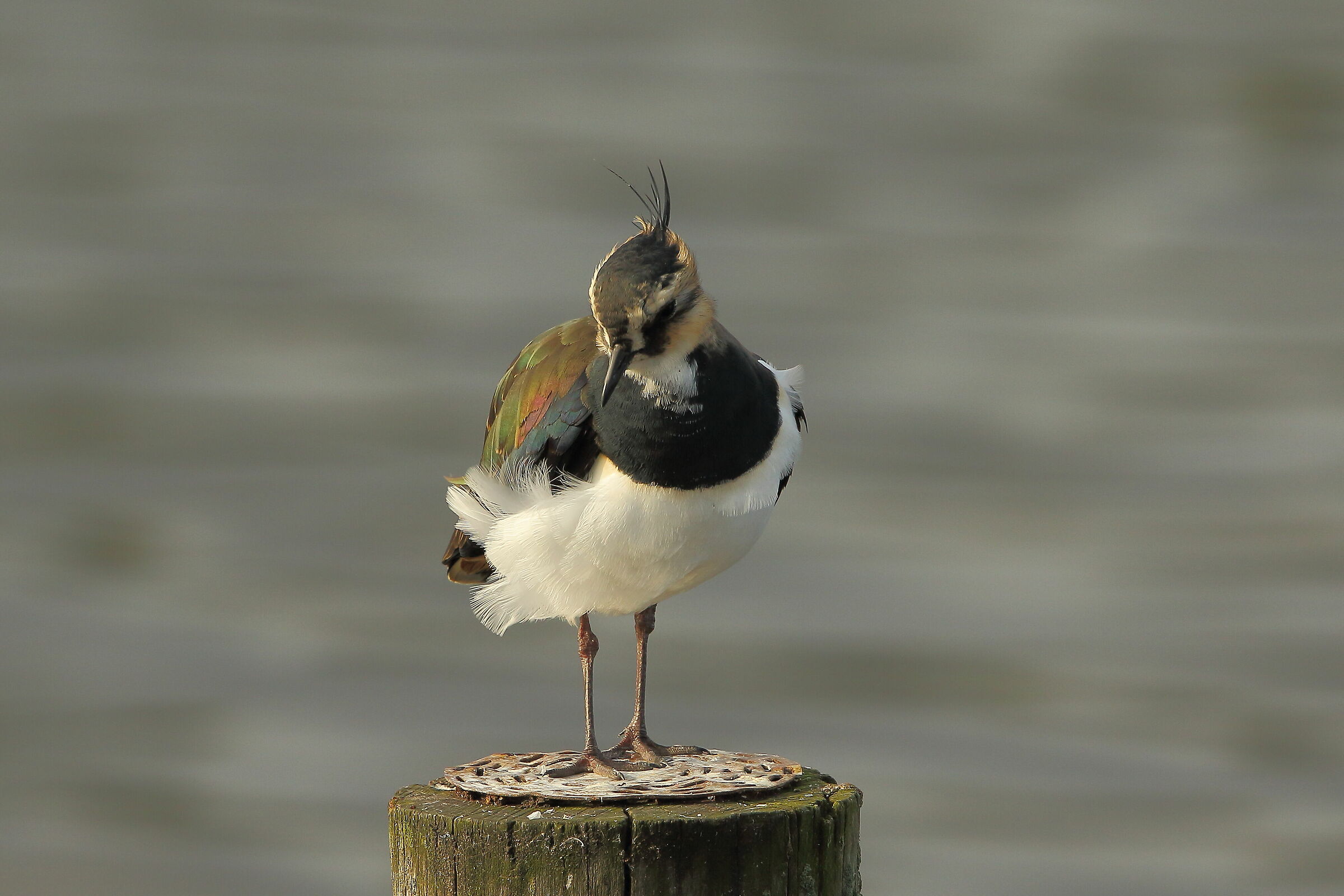 Lapwing