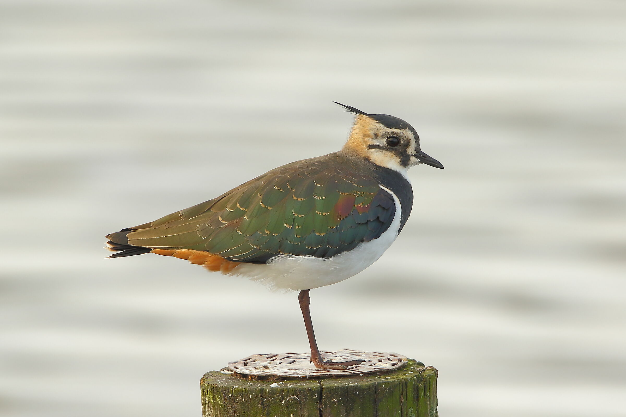 Lapwing