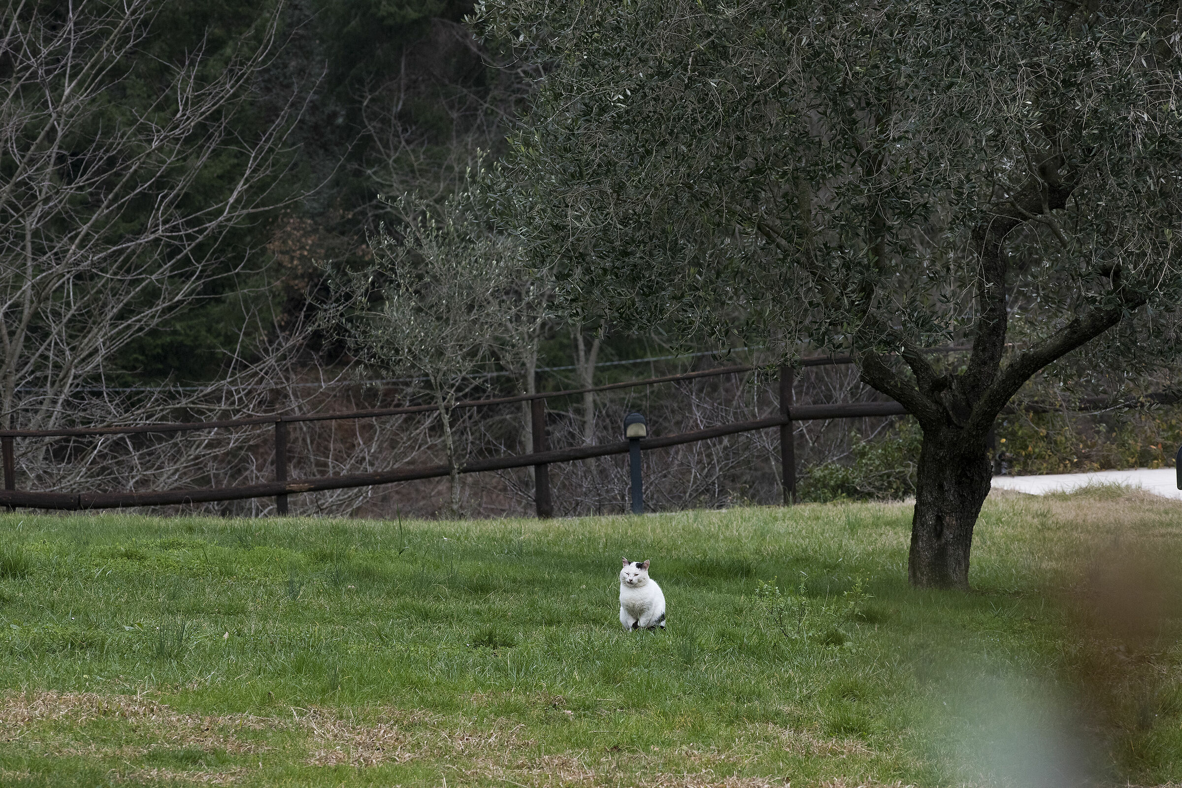 Il gatto solitario sul prato verde...