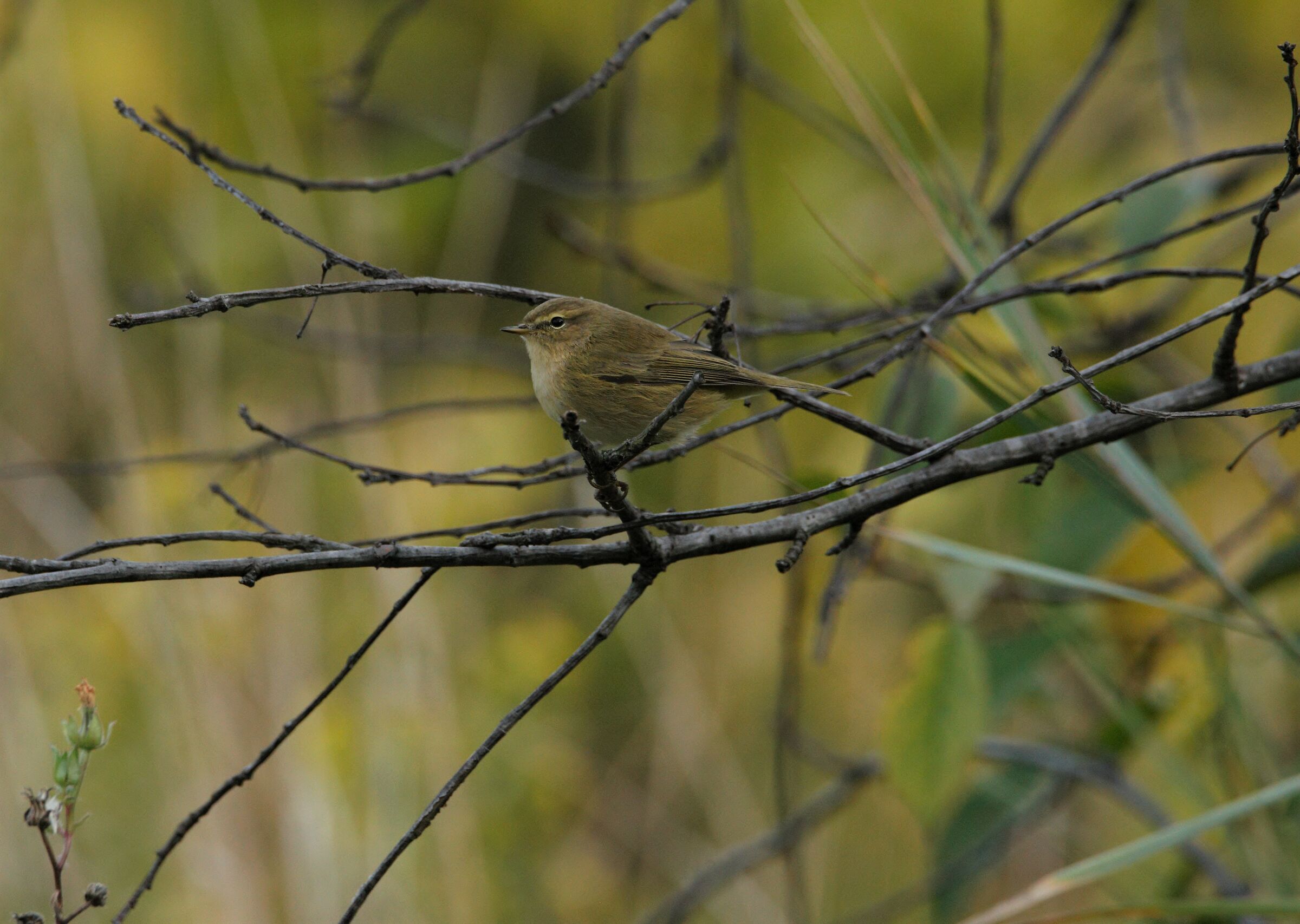 the return of his little