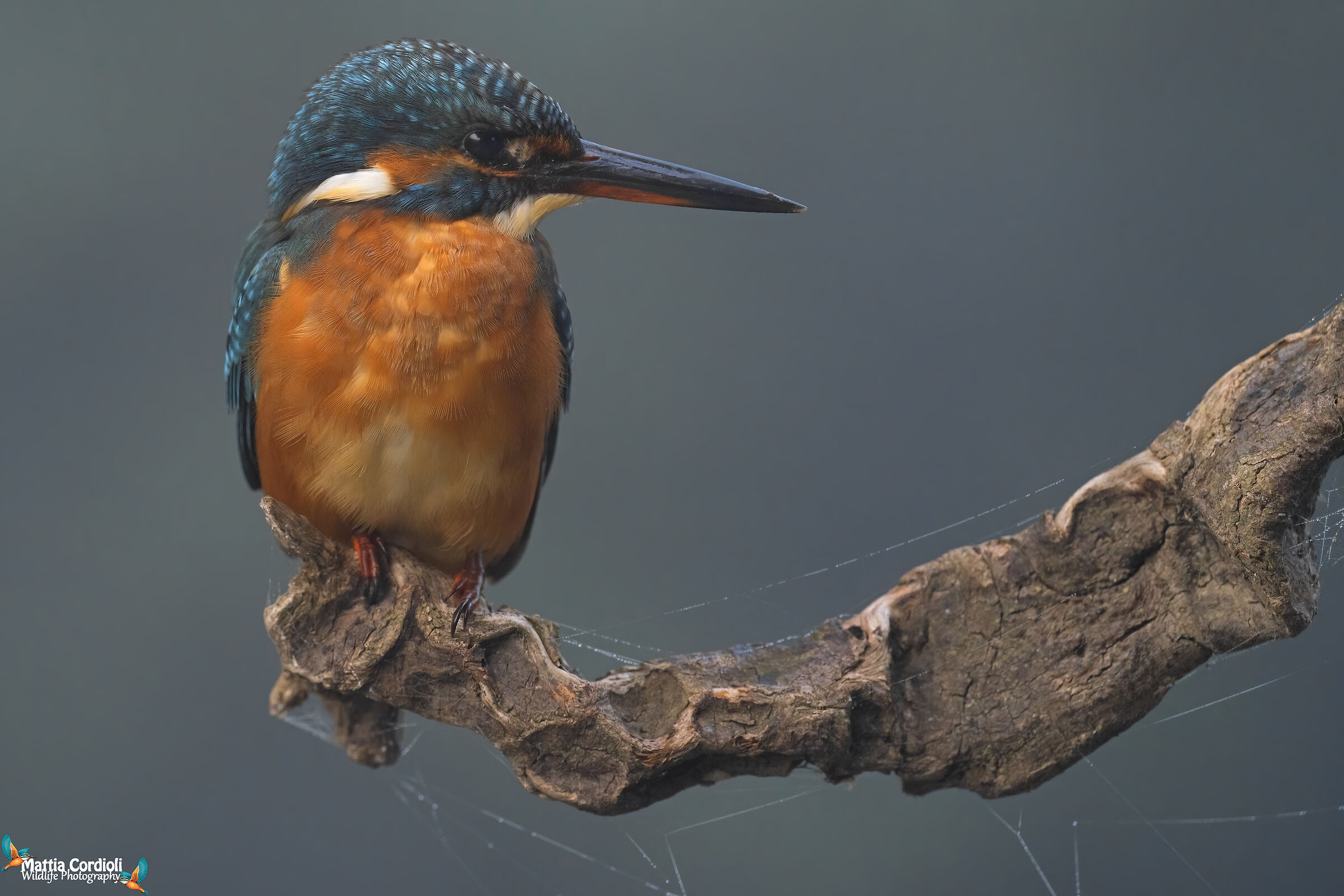 kingfisher in the fog