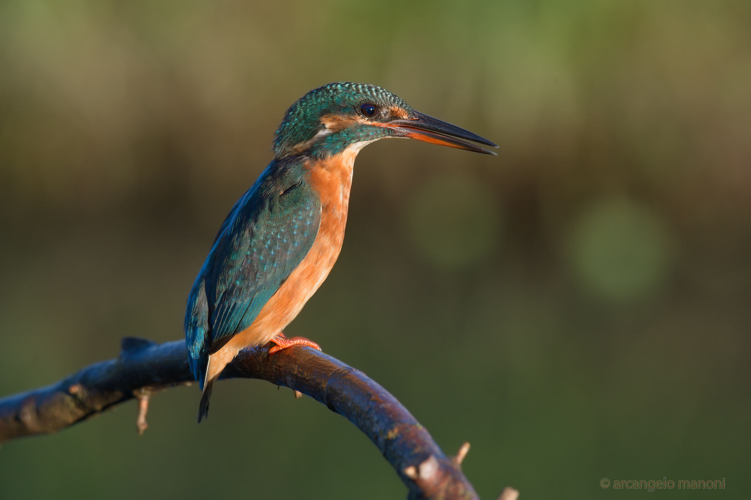 The Reginella of the River