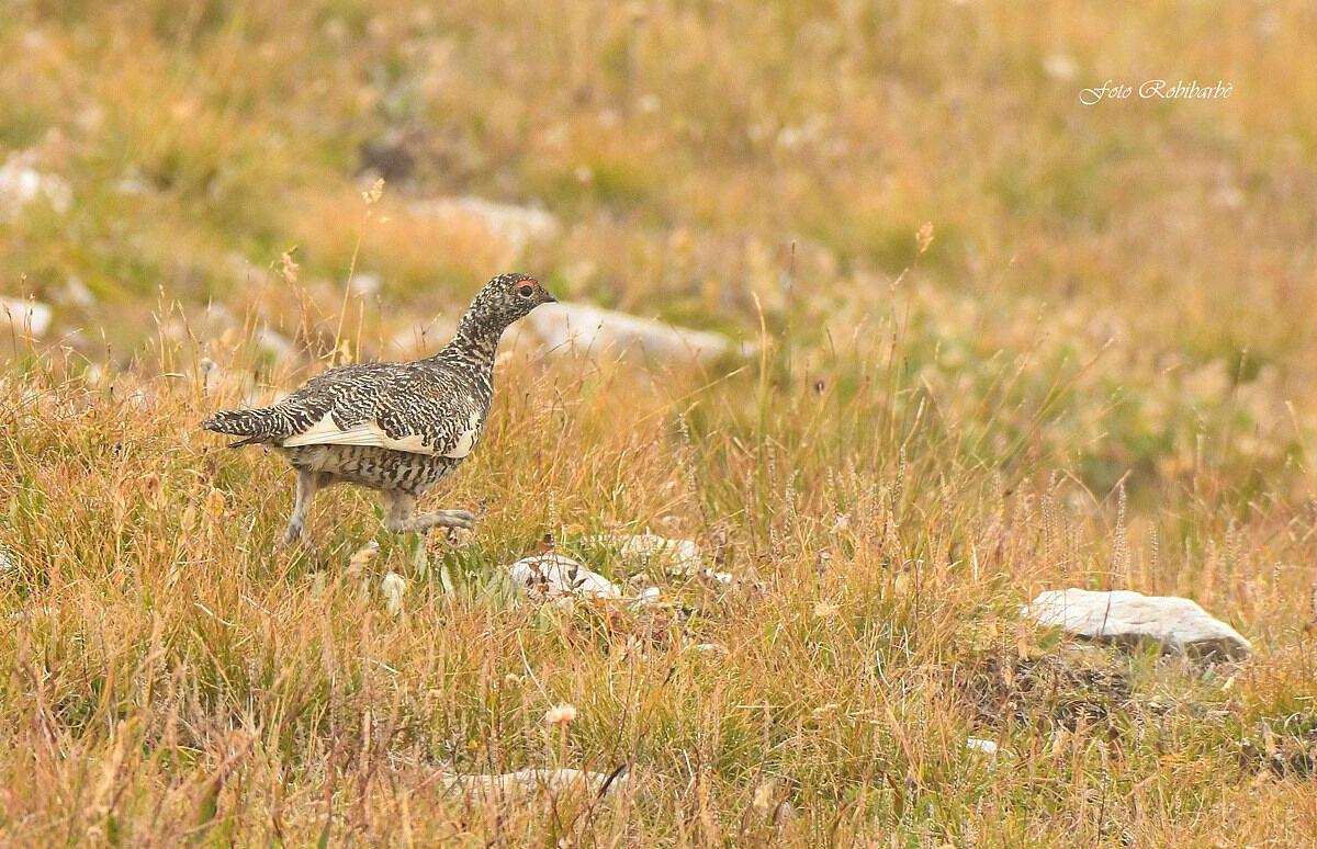 a... zampa levata...