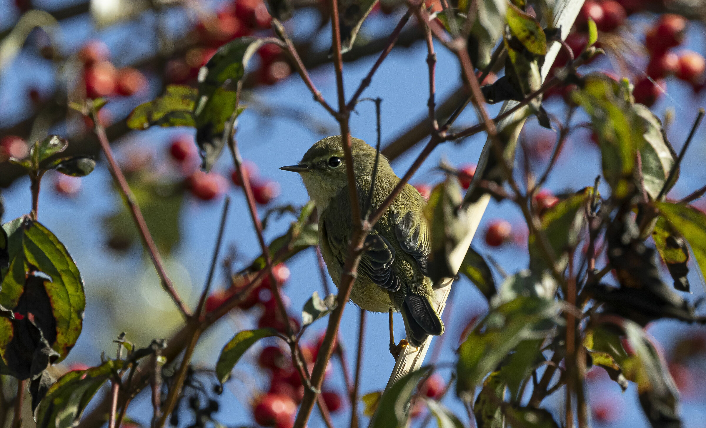 Luì hidden among the berries
