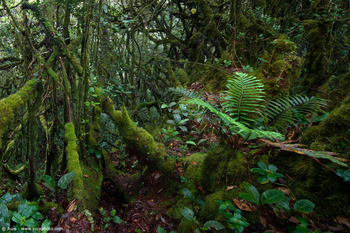 Foresta di montagna, 009395