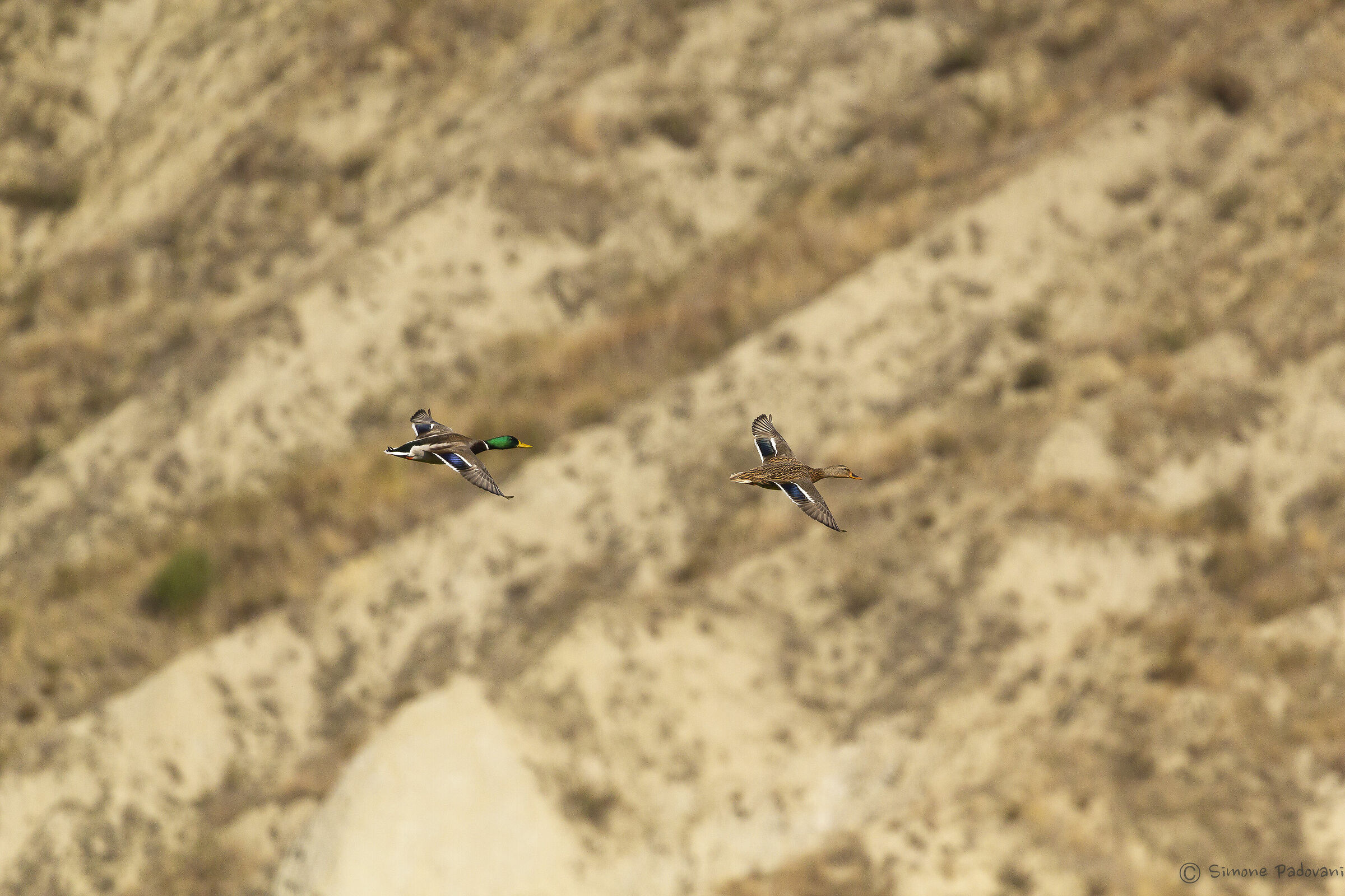 sorvolando i calanchi della Valle del Santerno....