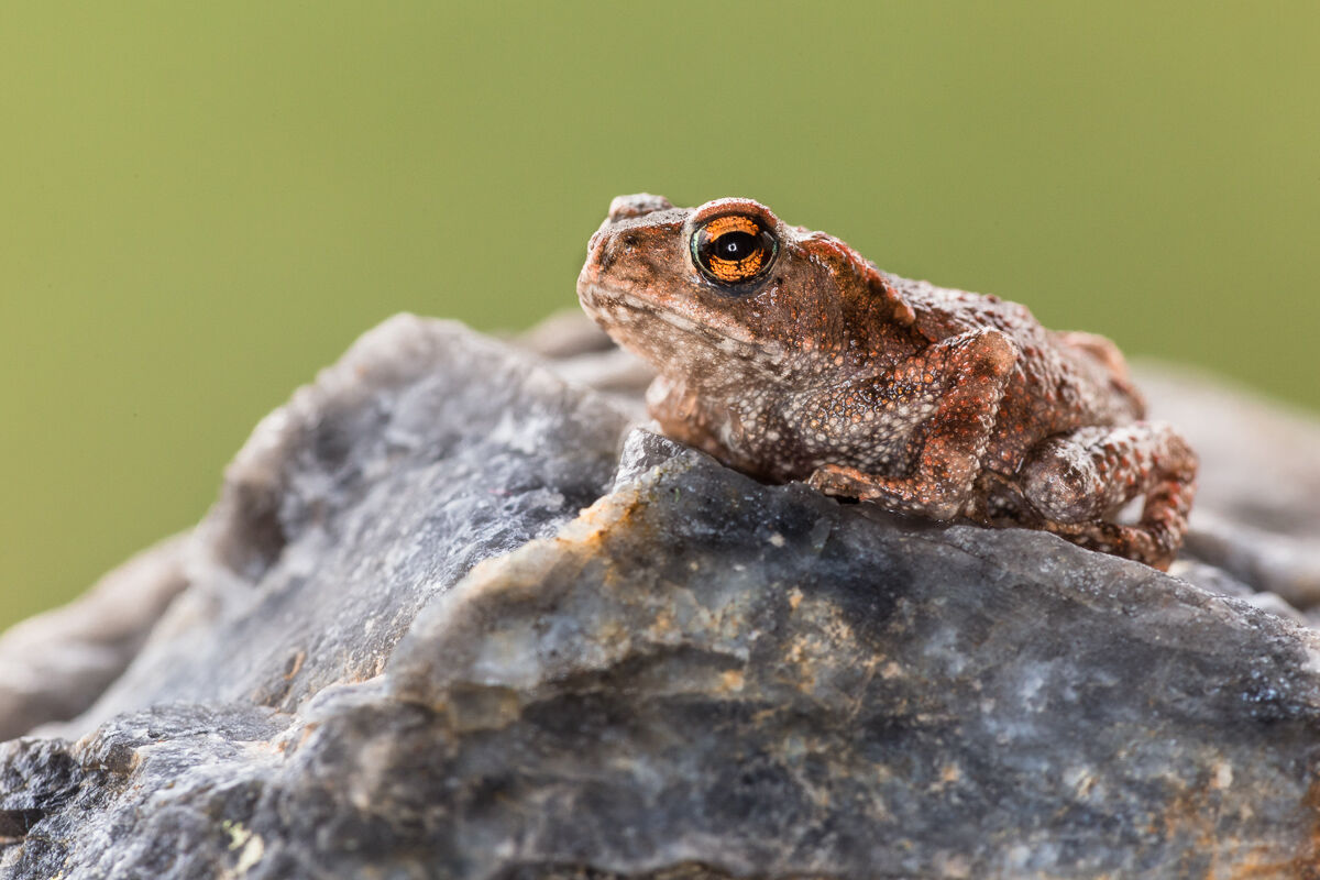 Small Common Toad recently metamorphosed ...