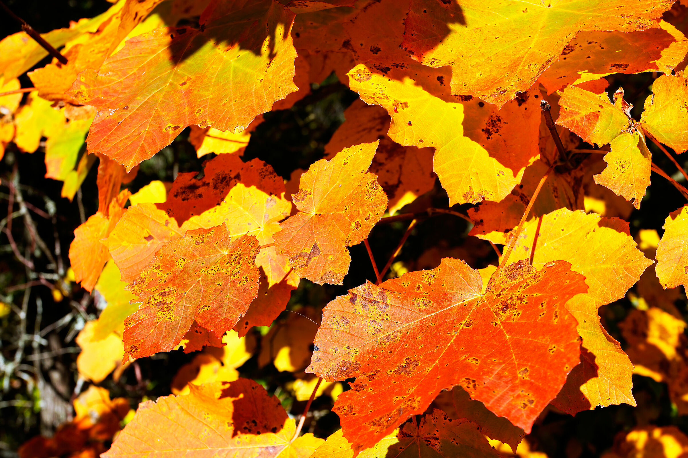Autunno al parco - Acero campestre