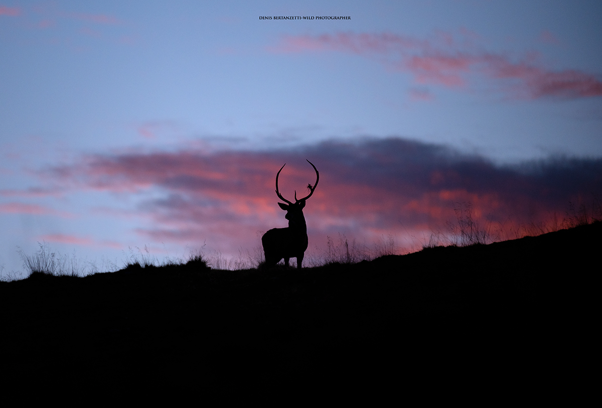 Dawn and the Deer