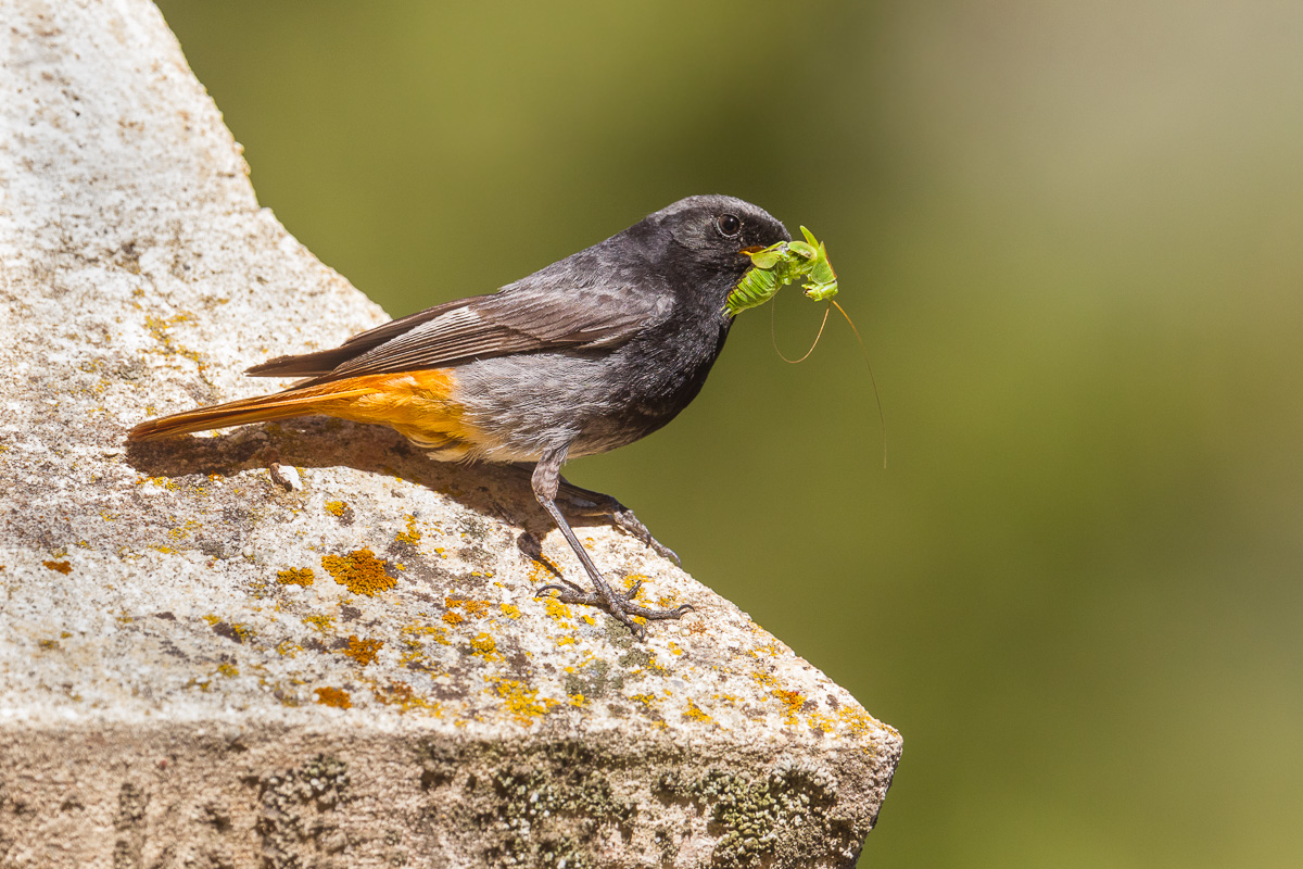 Codirosso spazzacamino maschio ...