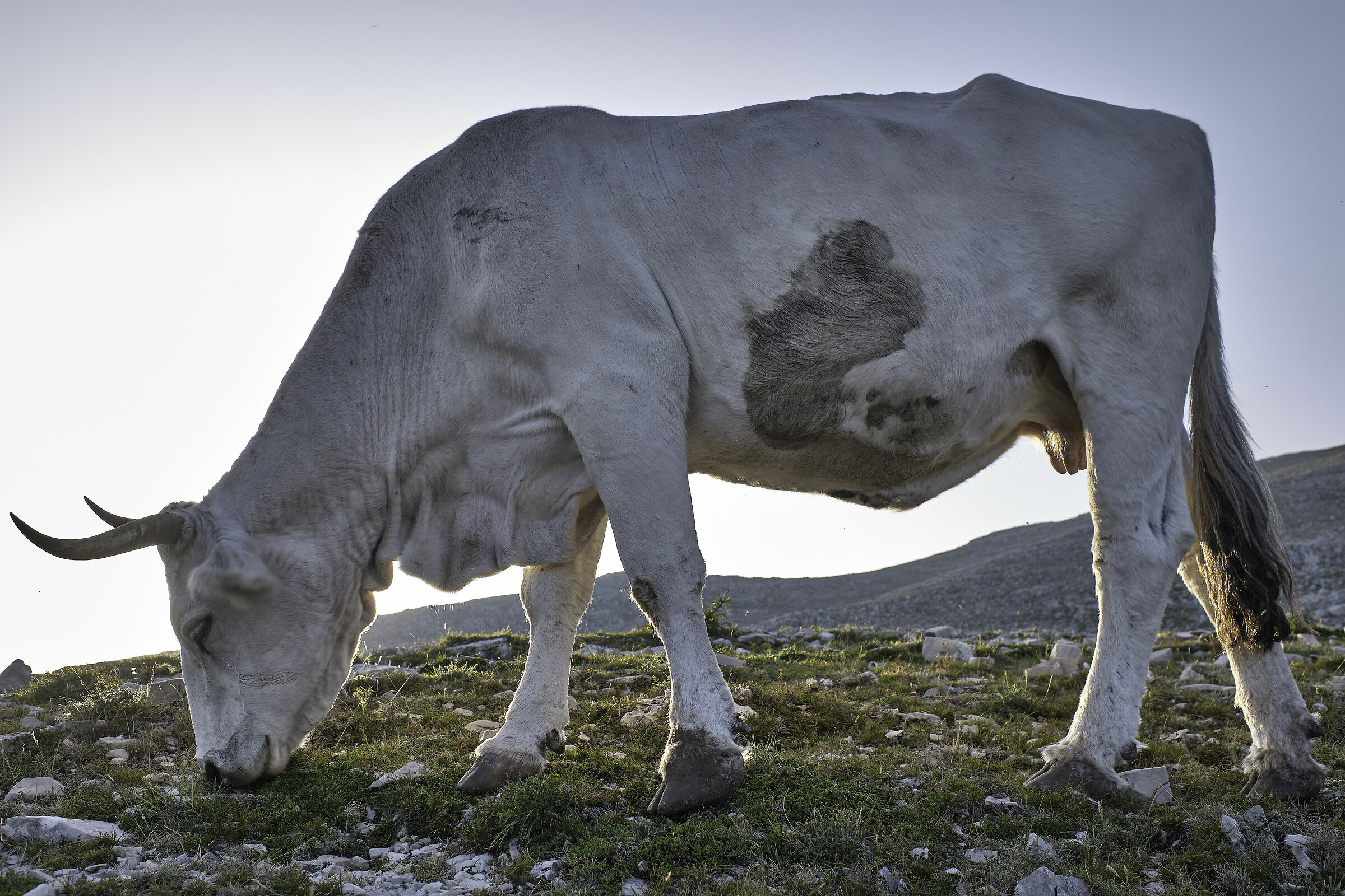 Mucca in contorluce