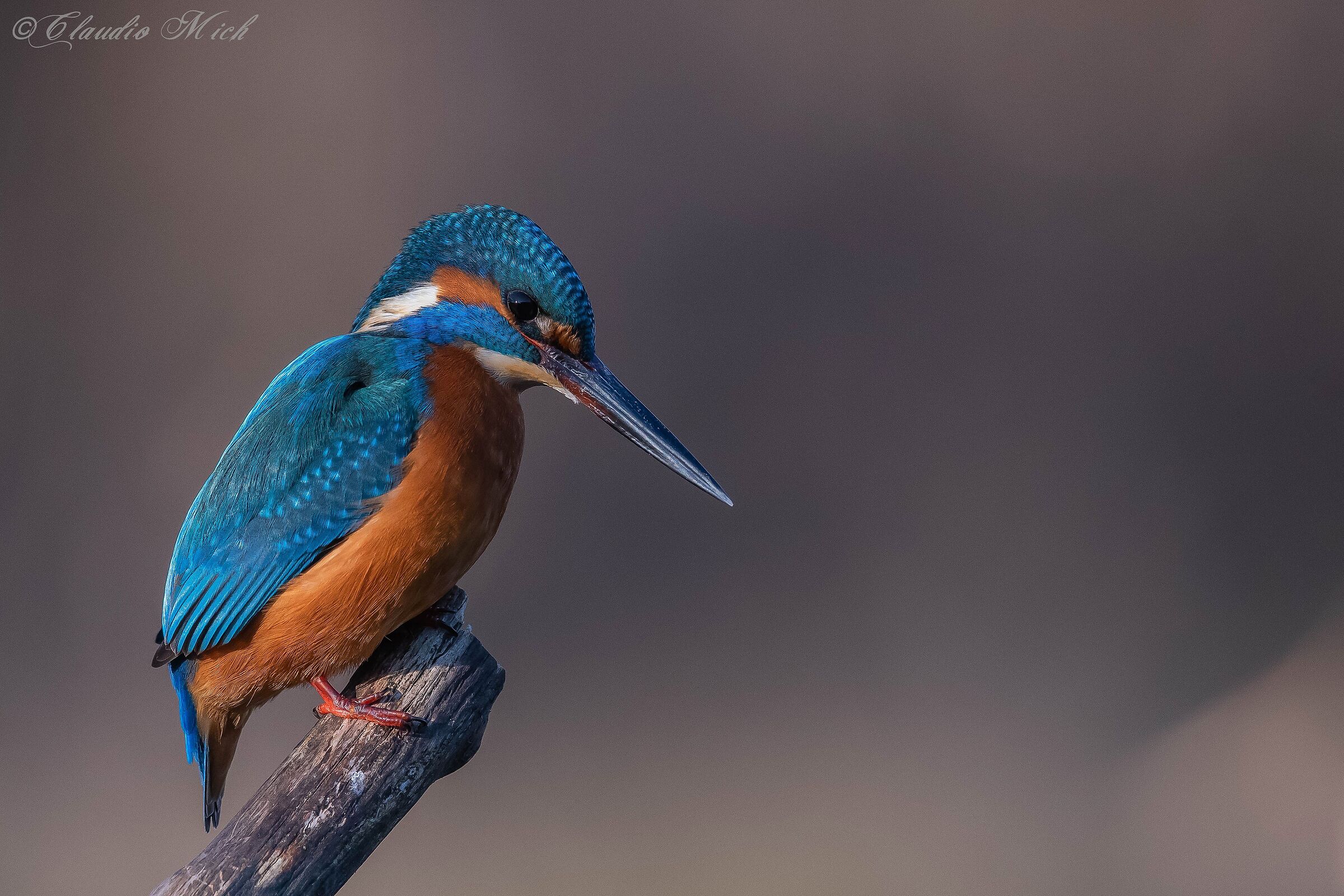 L'attento martin pescatore