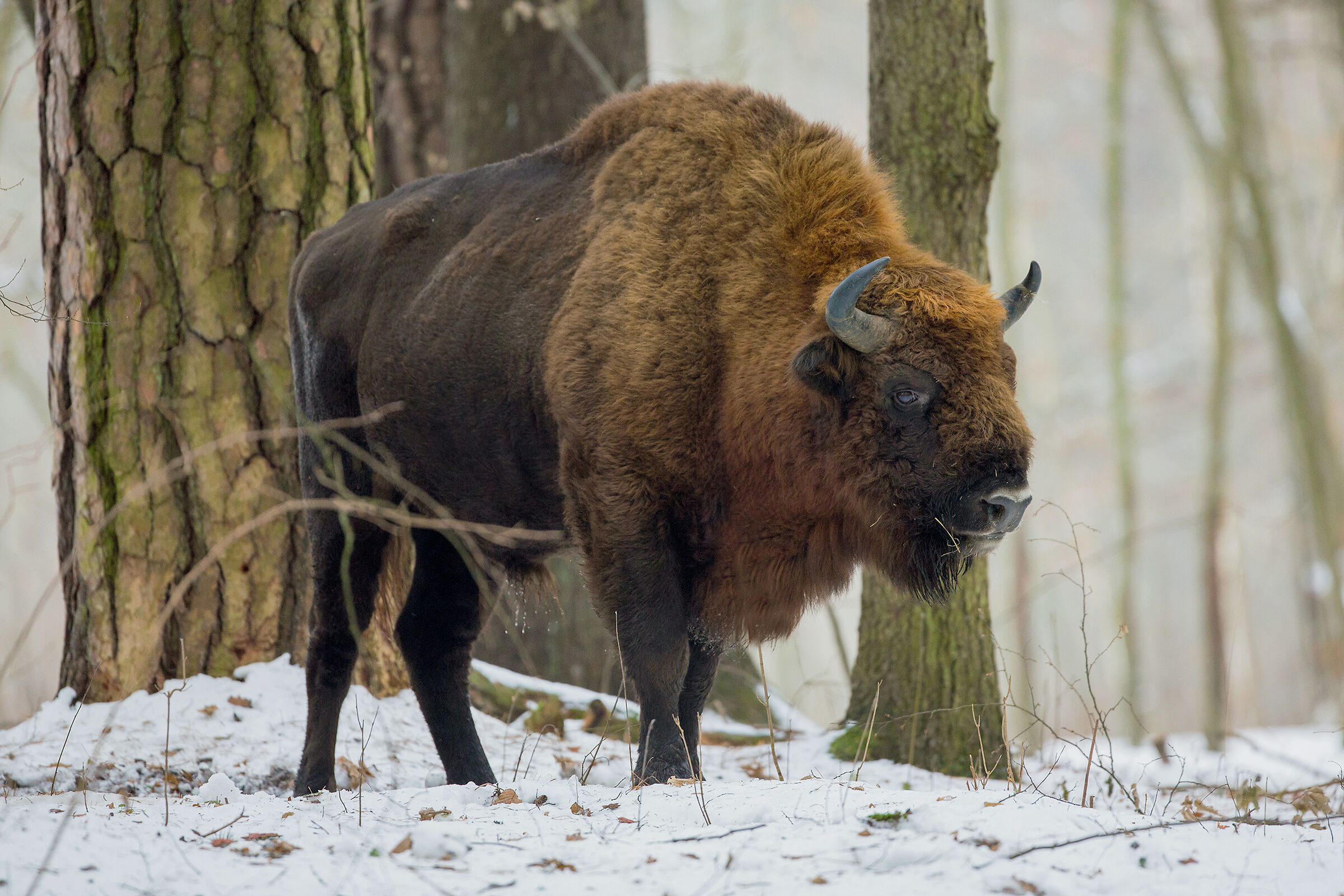 bisonte nella foresta innevata