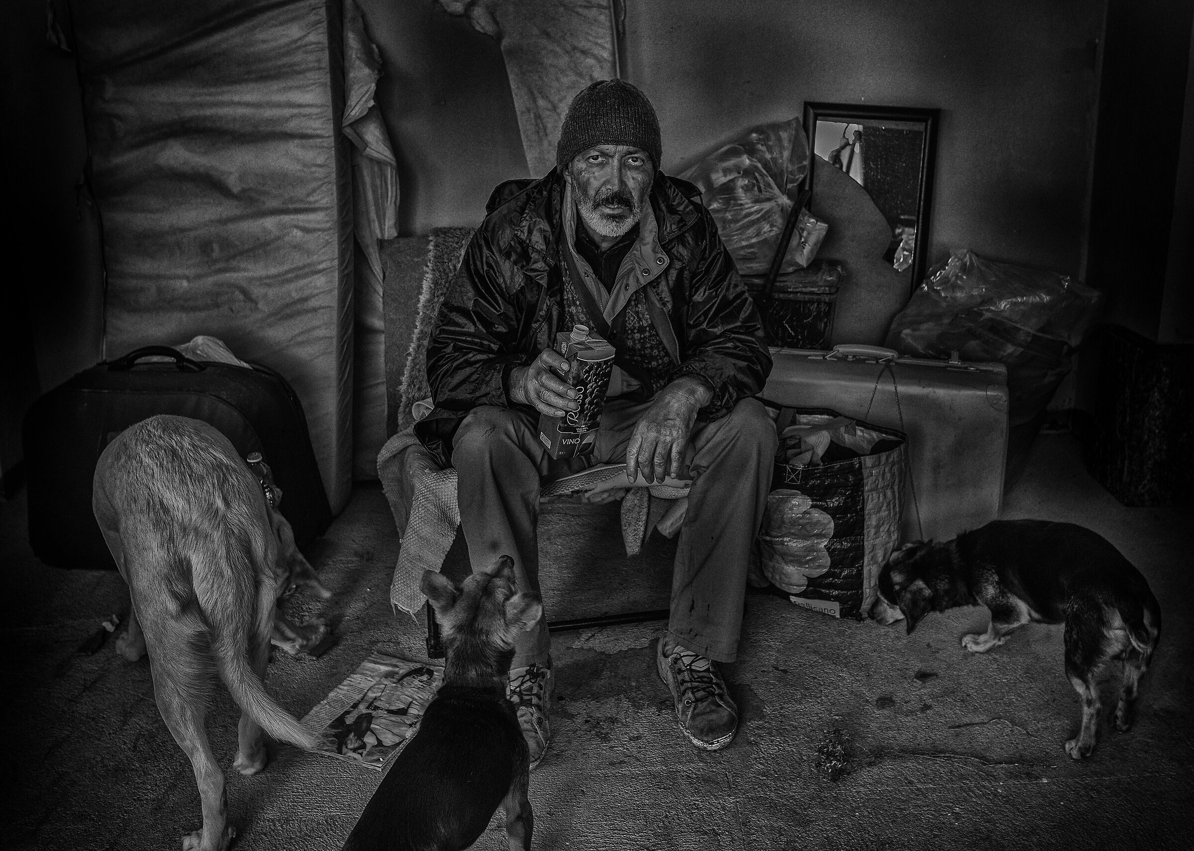 Four dogs on the street