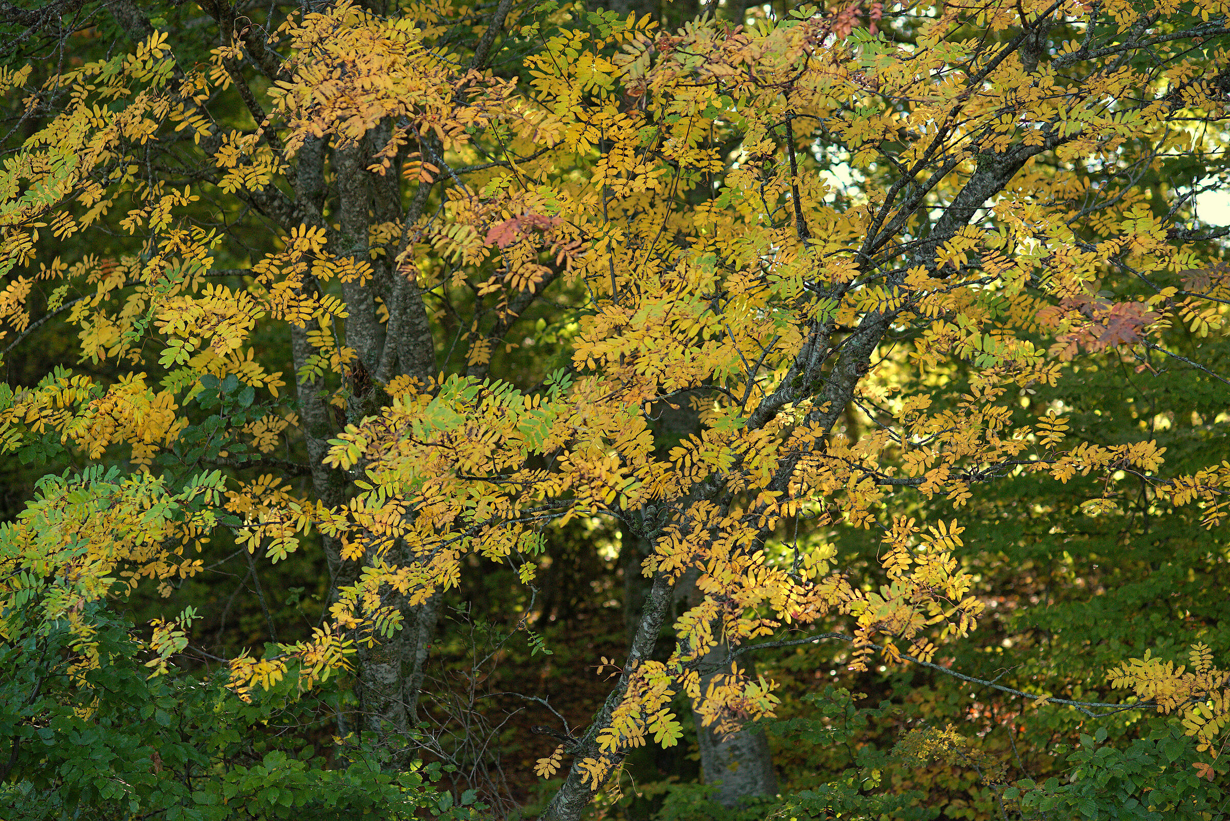 Foliage, 19