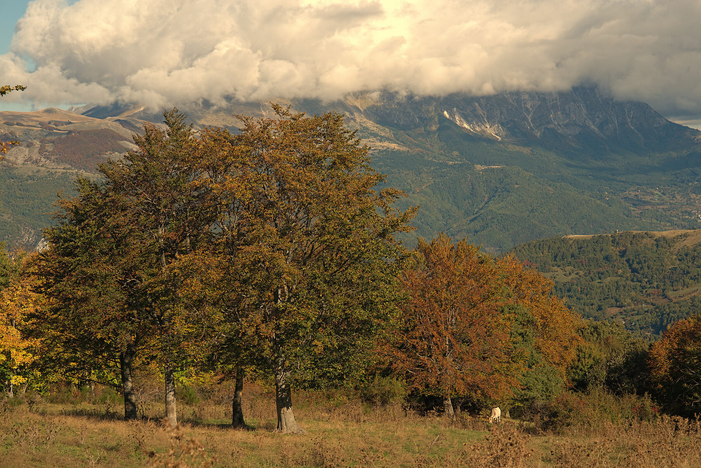 Foliage mountains of the Laga