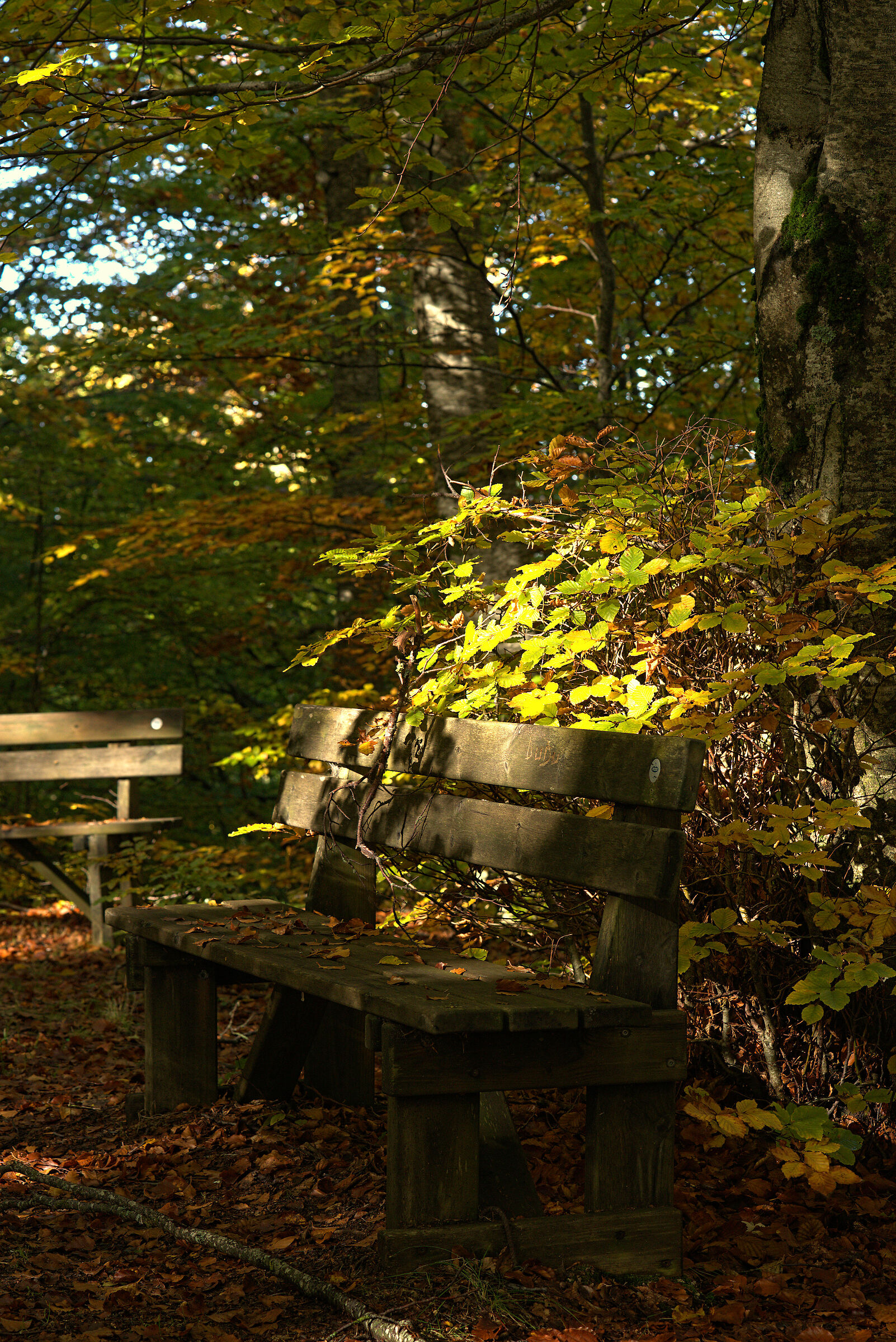 Foliage, 19