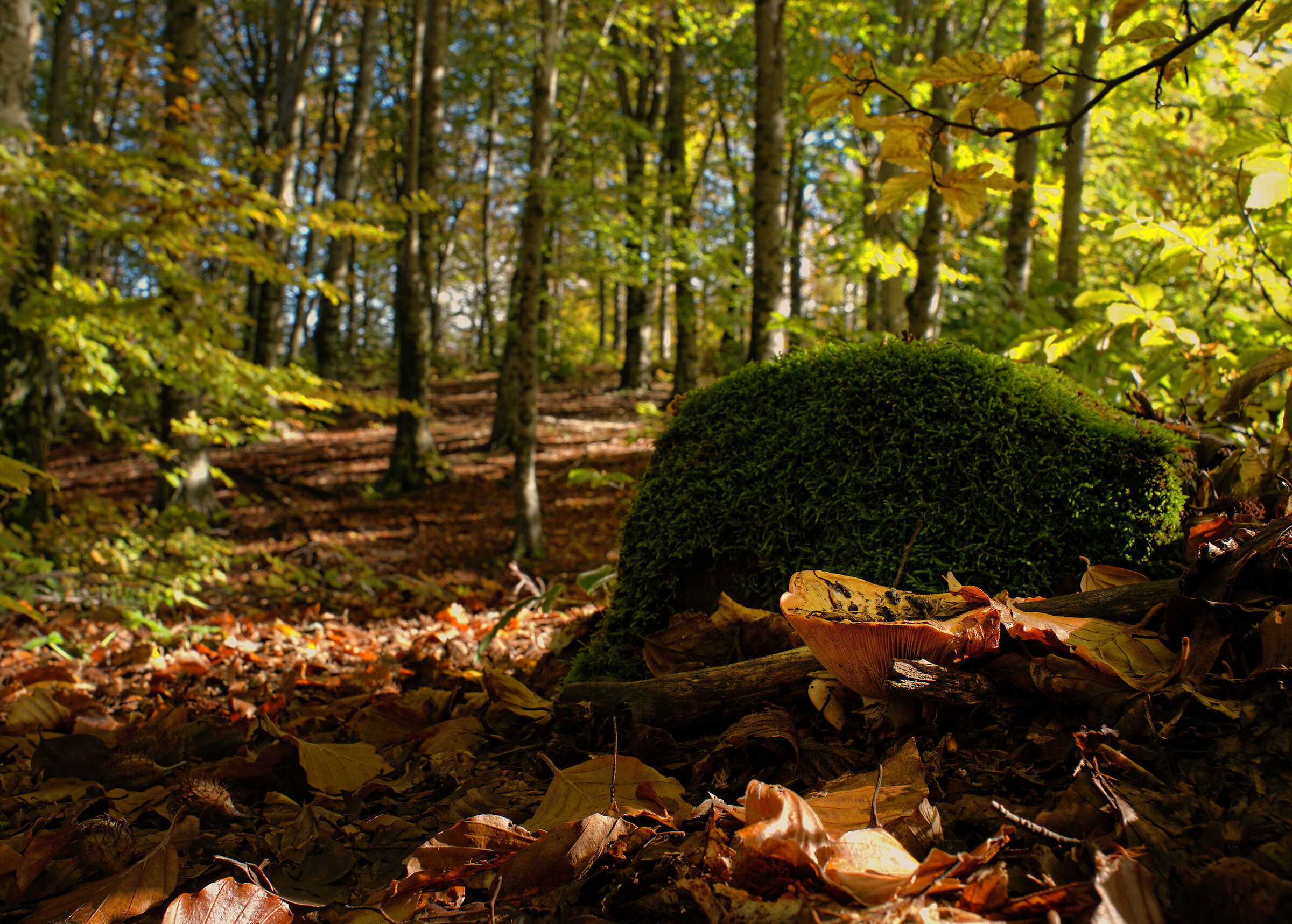 Foliage, 19