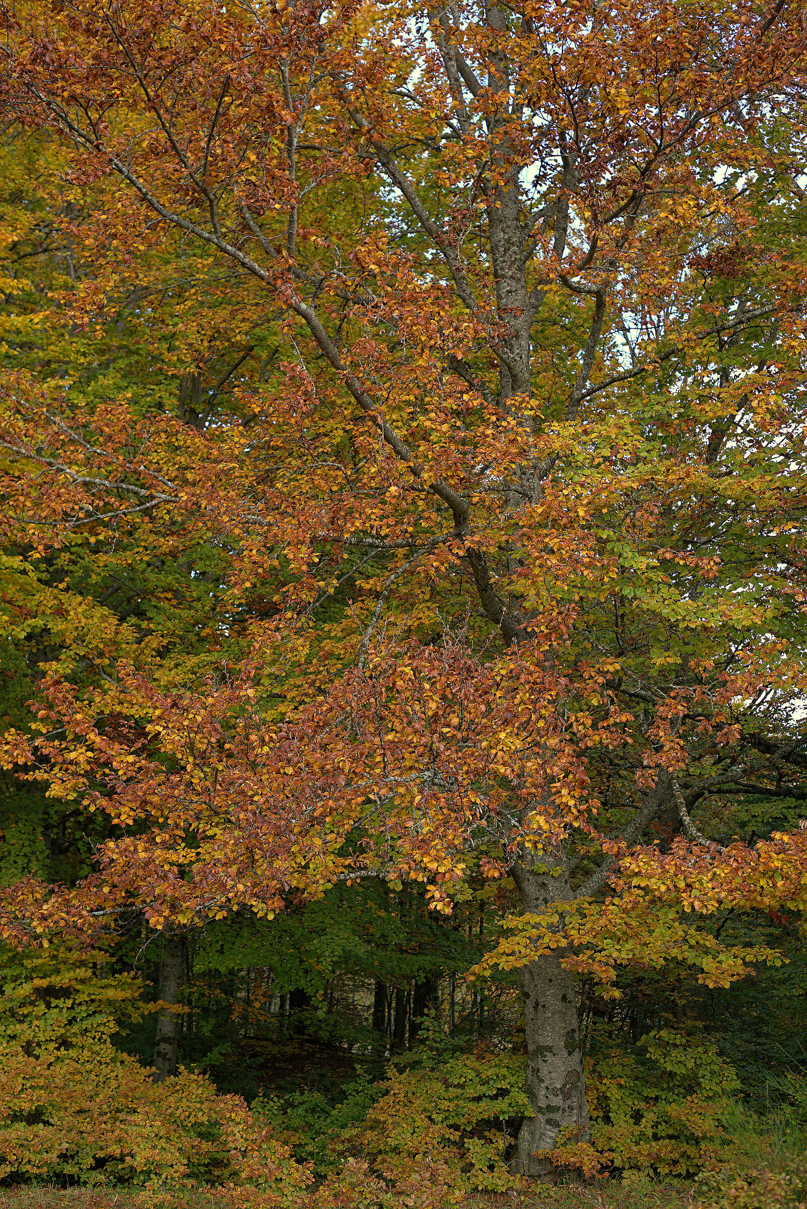 Foliage, 19