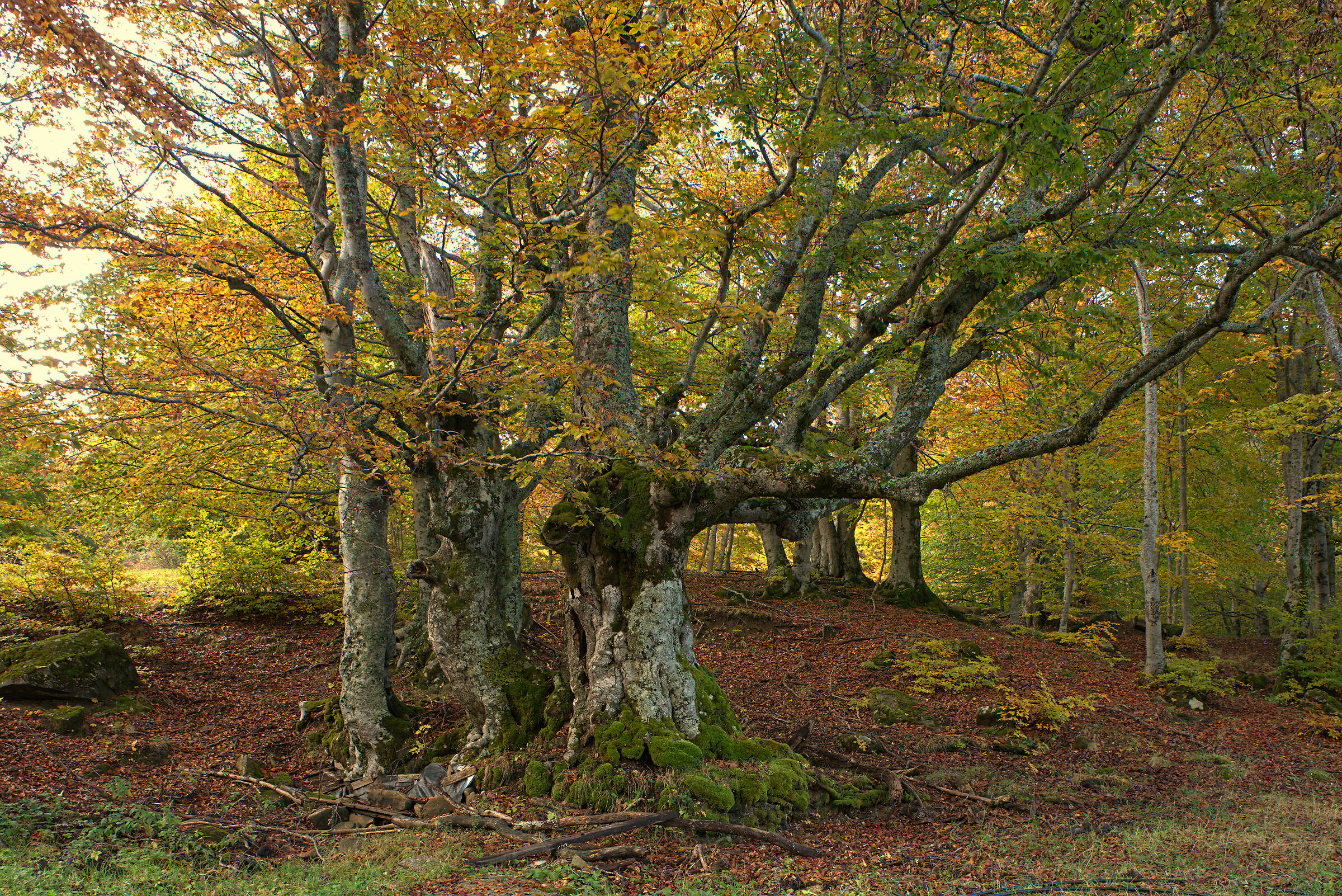 Centuries-old beech