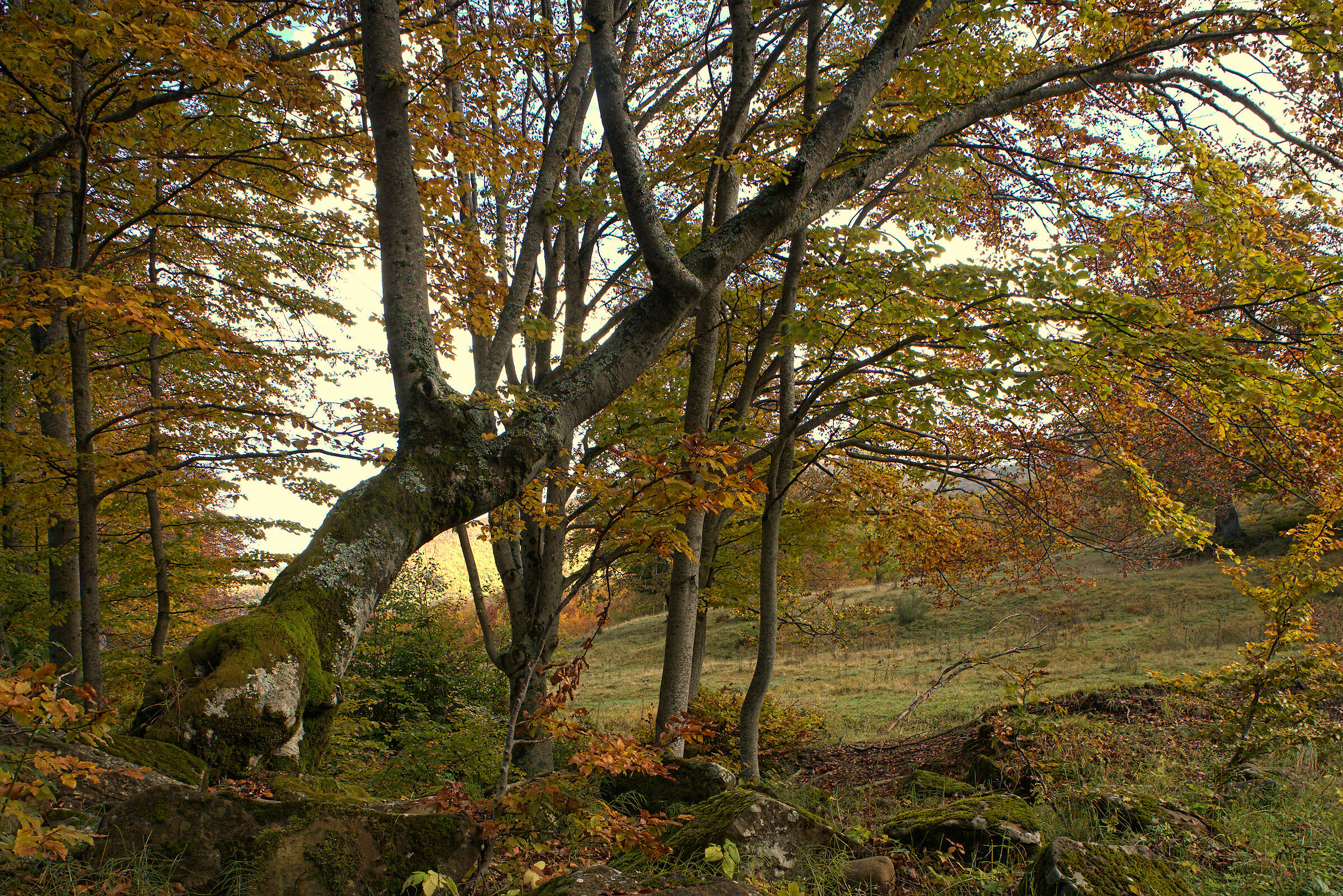 Foliage, 19