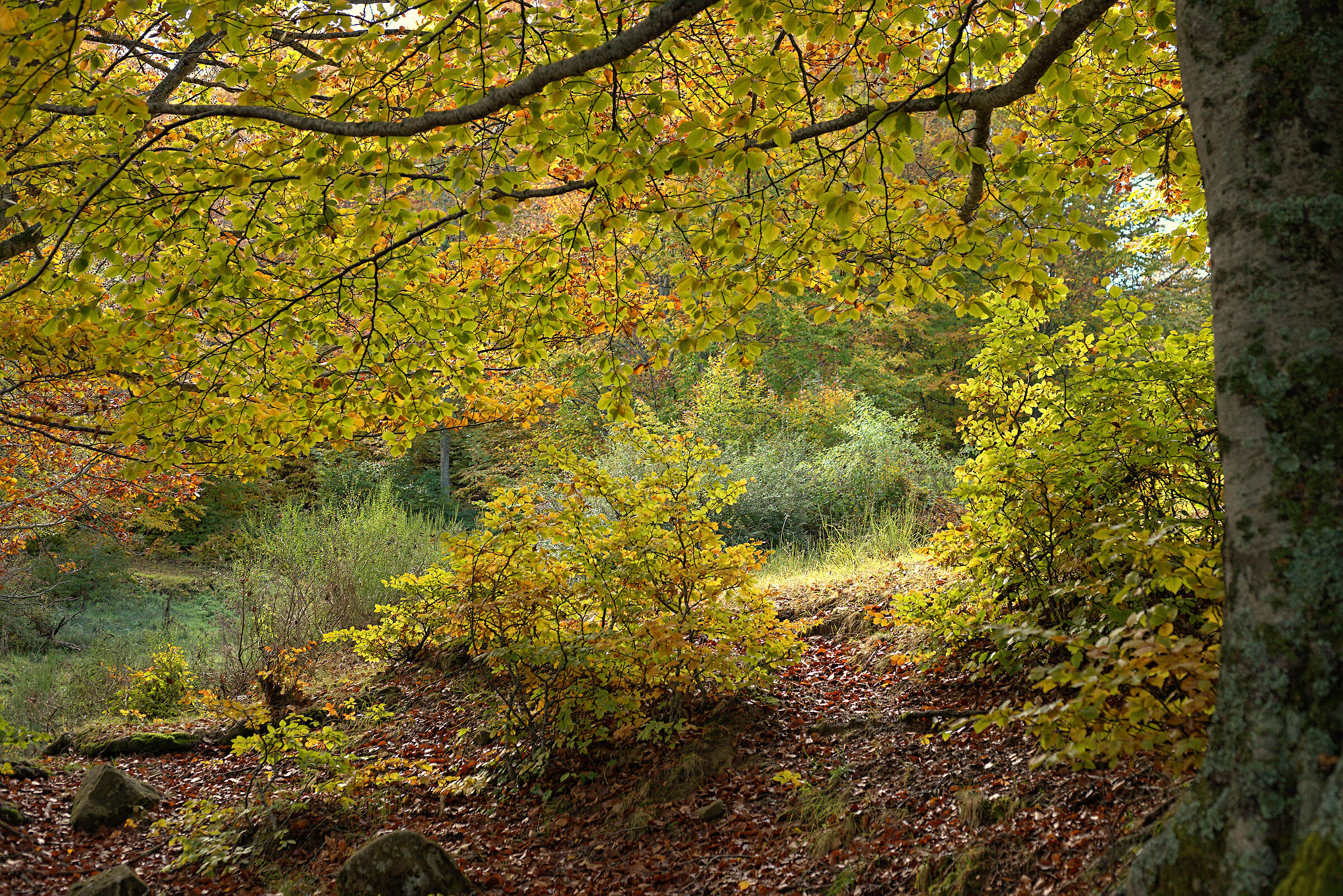 Foliage, 19