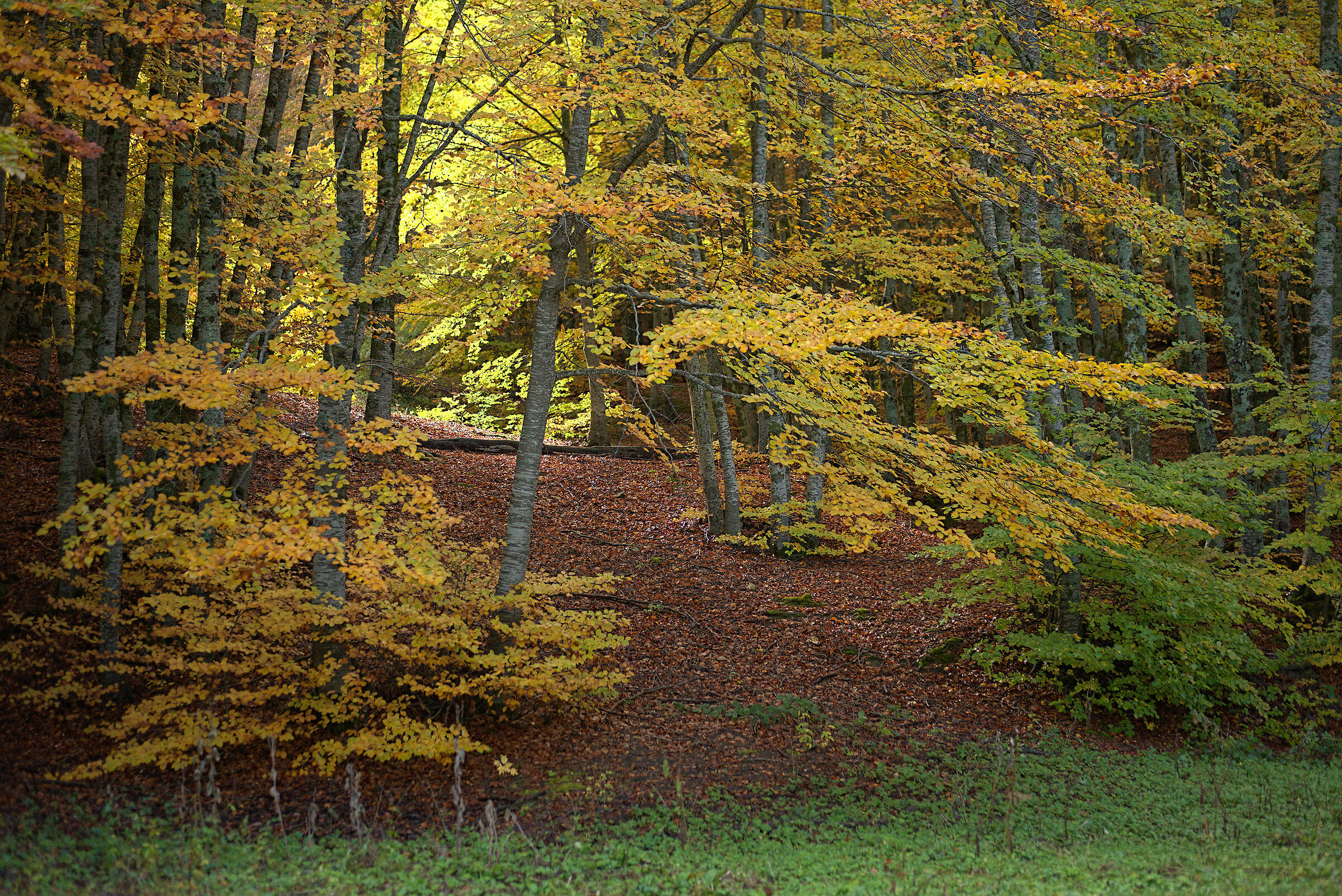 Foliage, 19