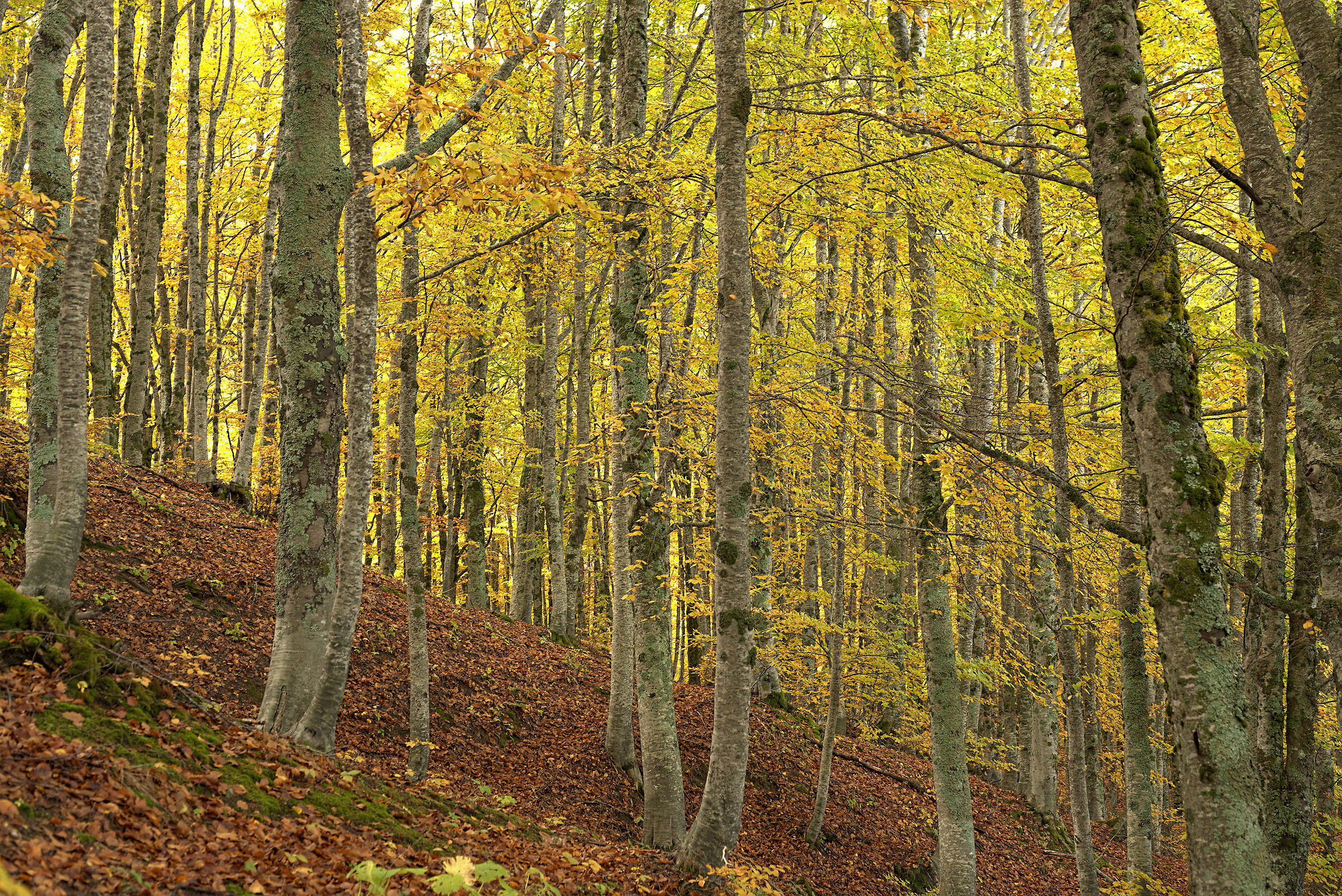 Foliage, 19