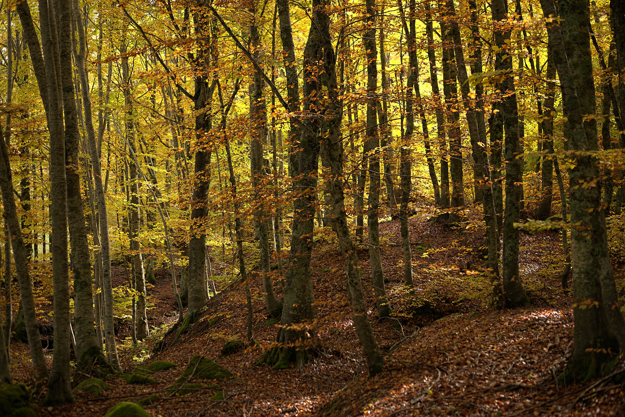 Foliage, 19