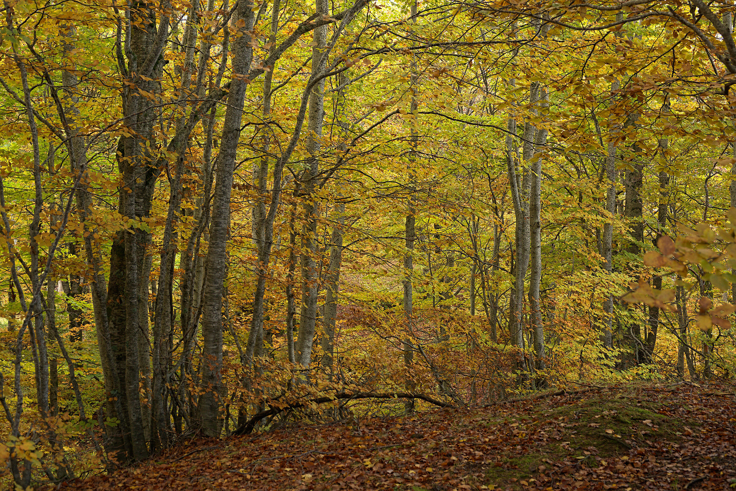 Foliage, 19