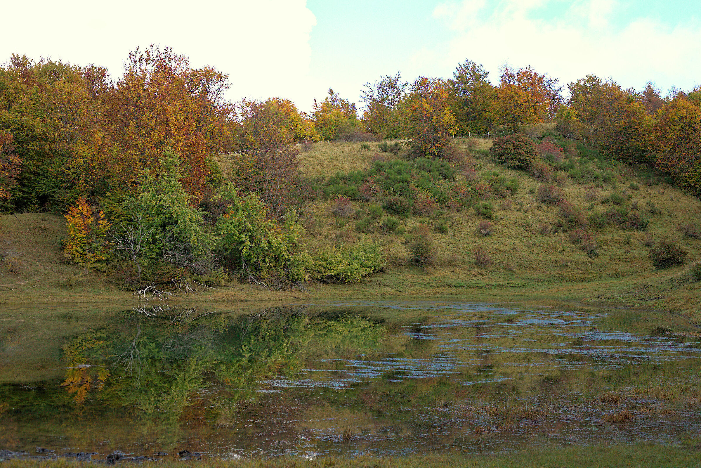 Foliage Dry Lake